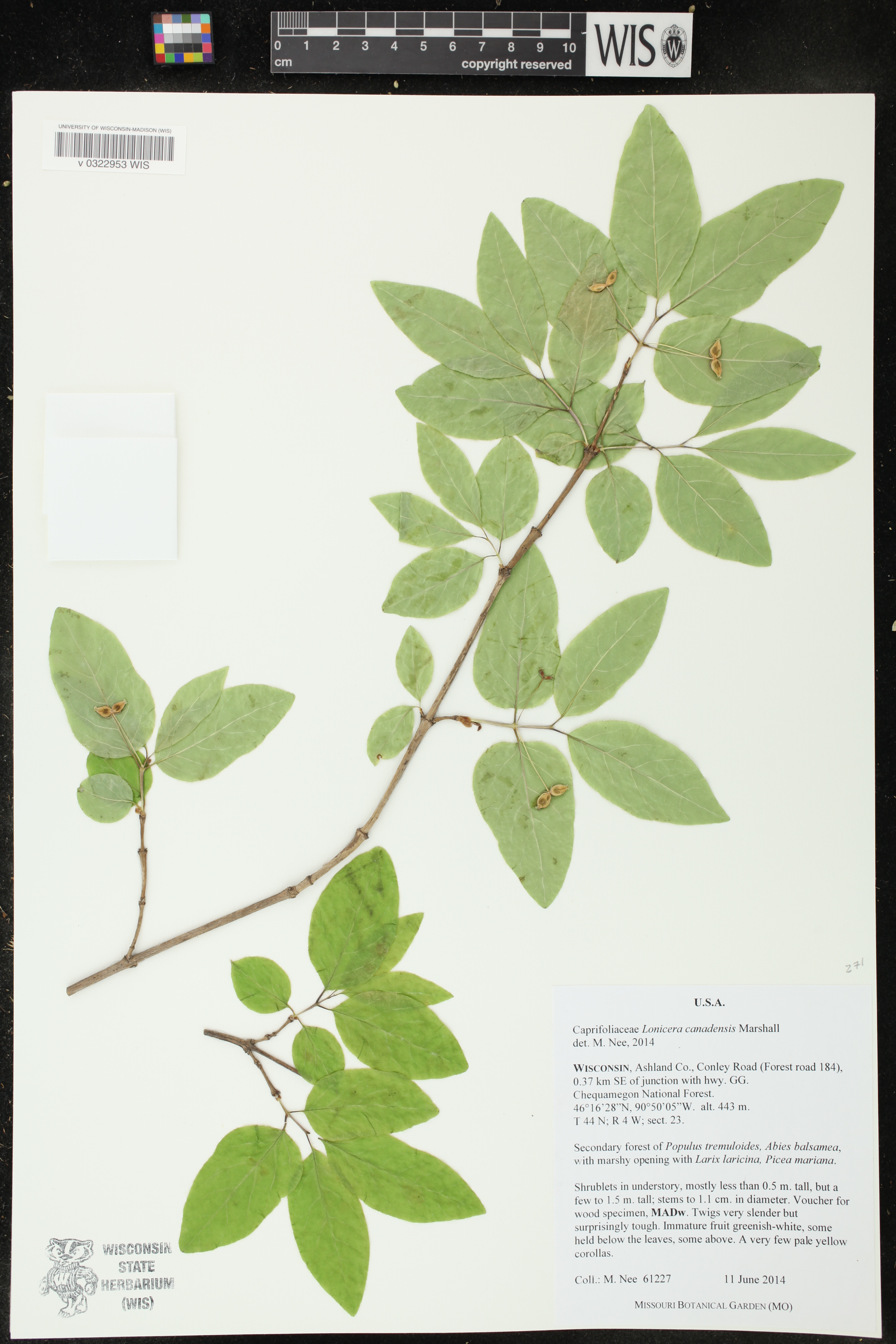 Lonicera canadensis image