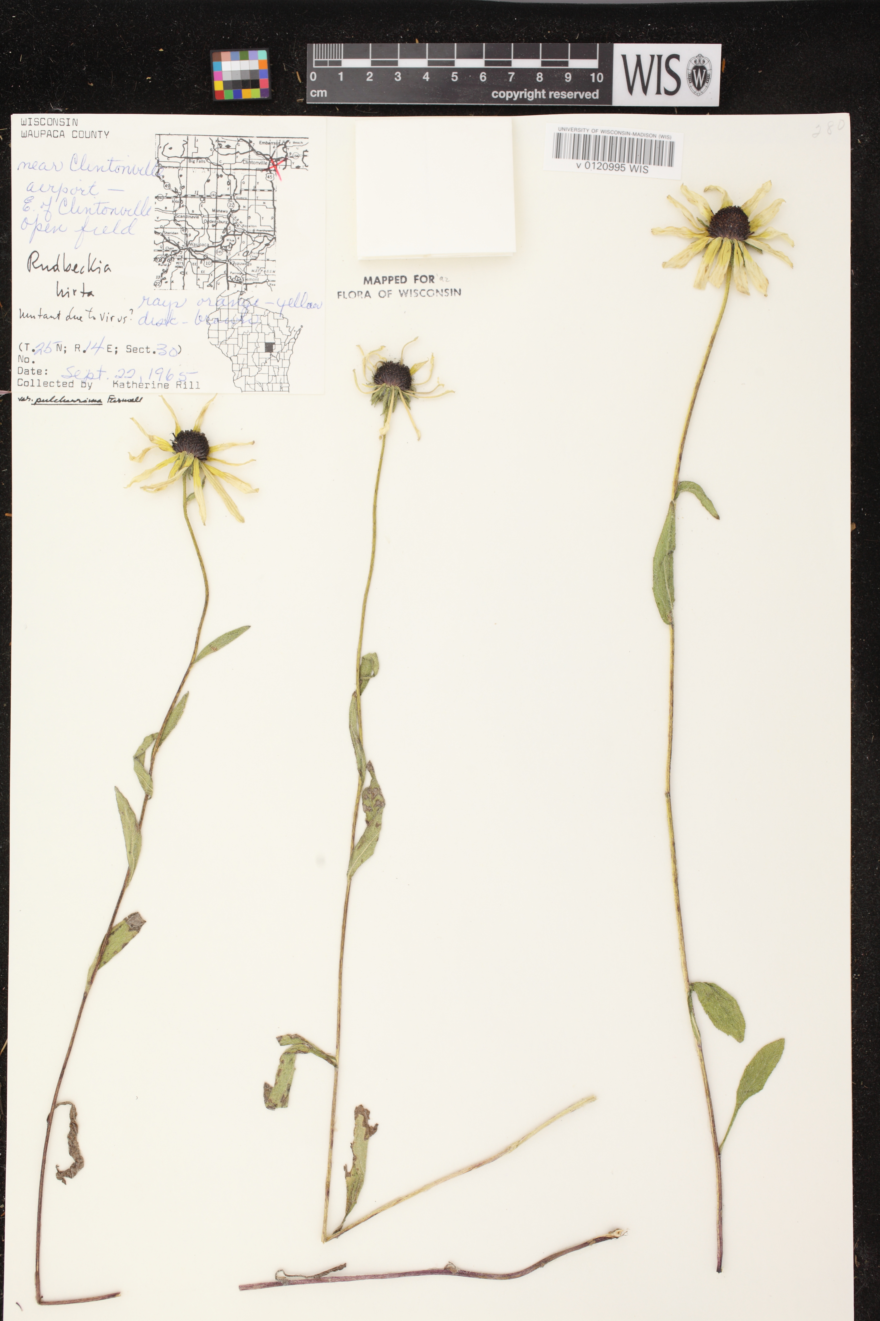 Rudbeckia hirta image
