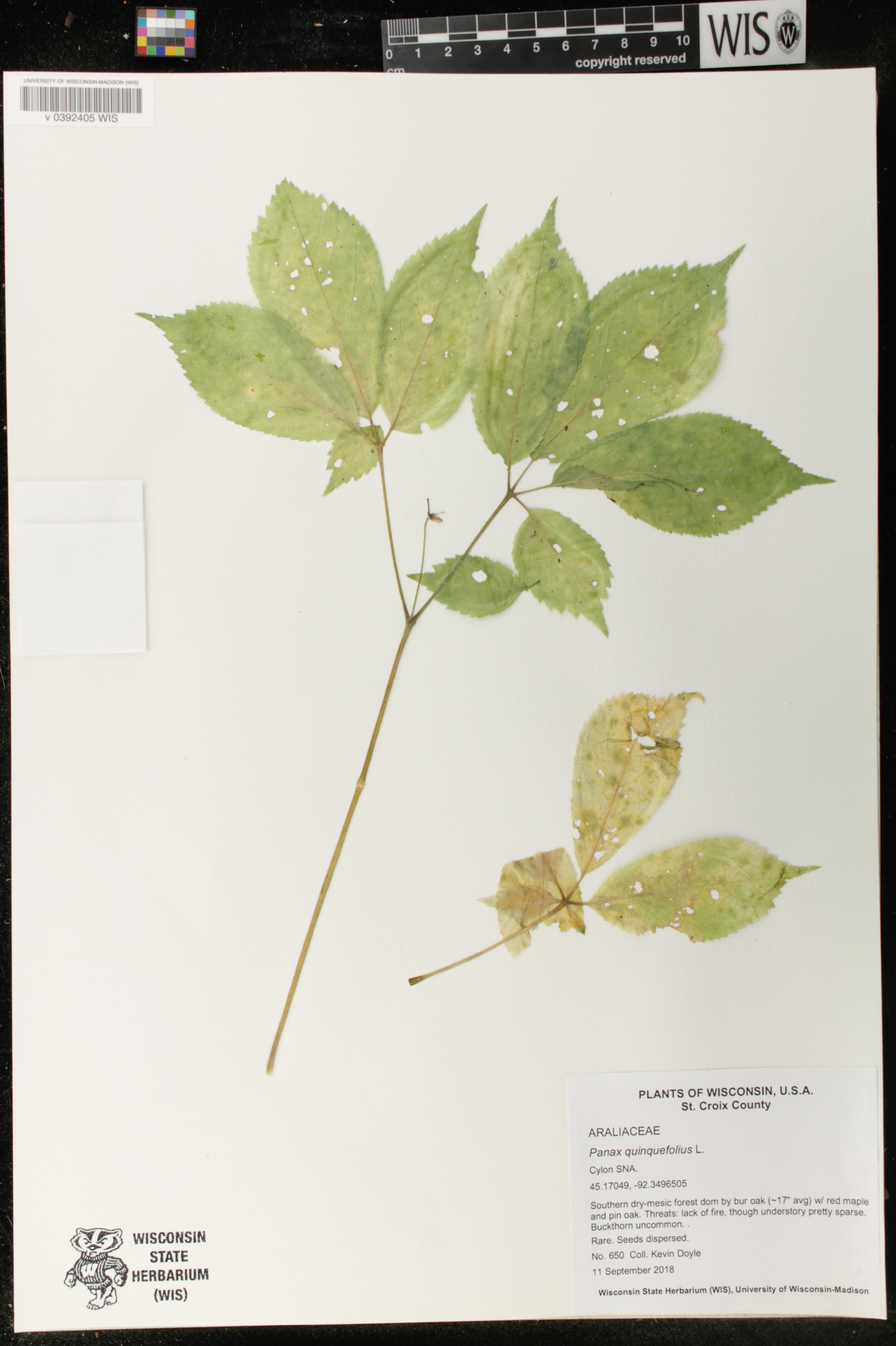 Panax quinquefolius image