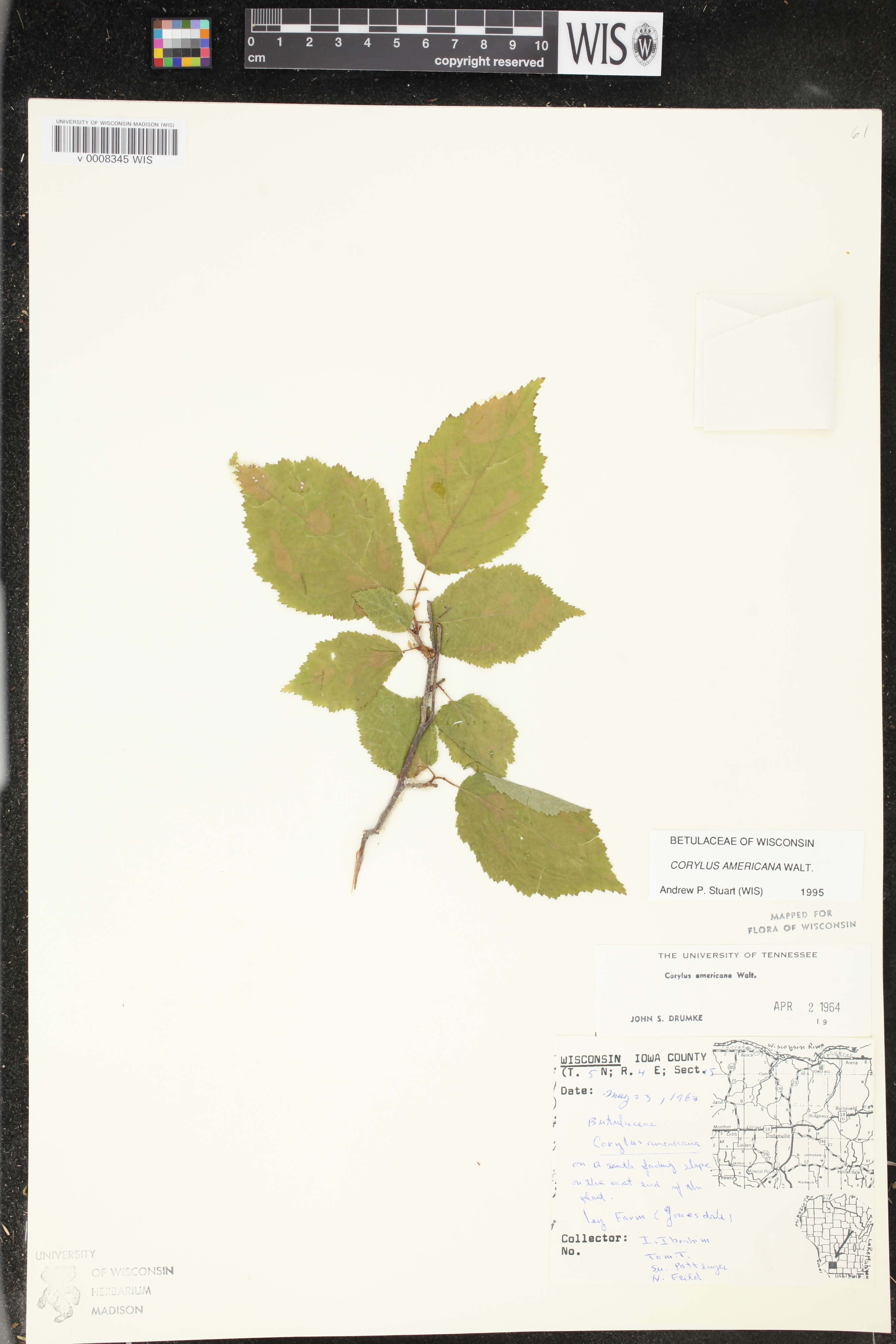 Corylus americana image