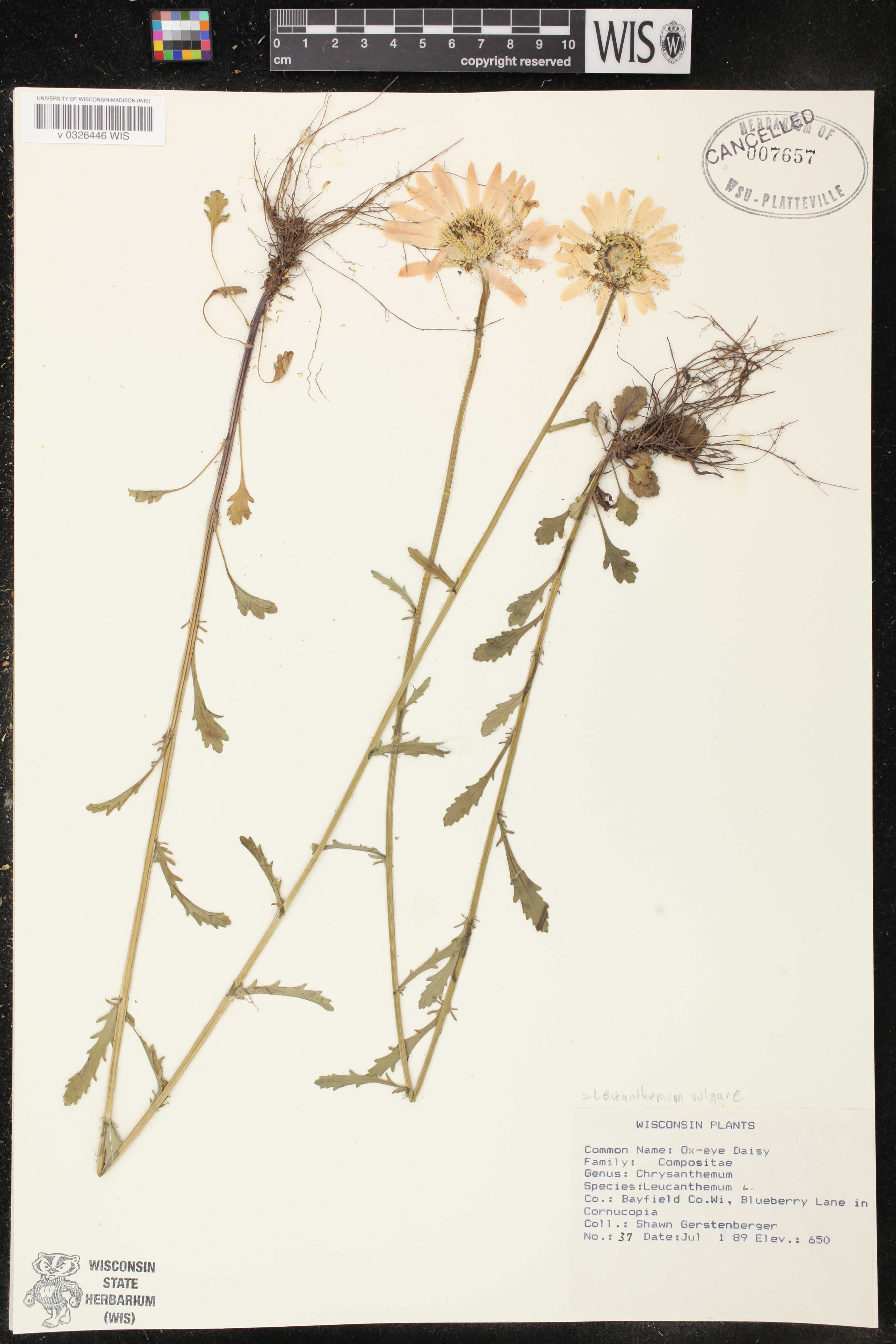 Leucanthemum vulgare image