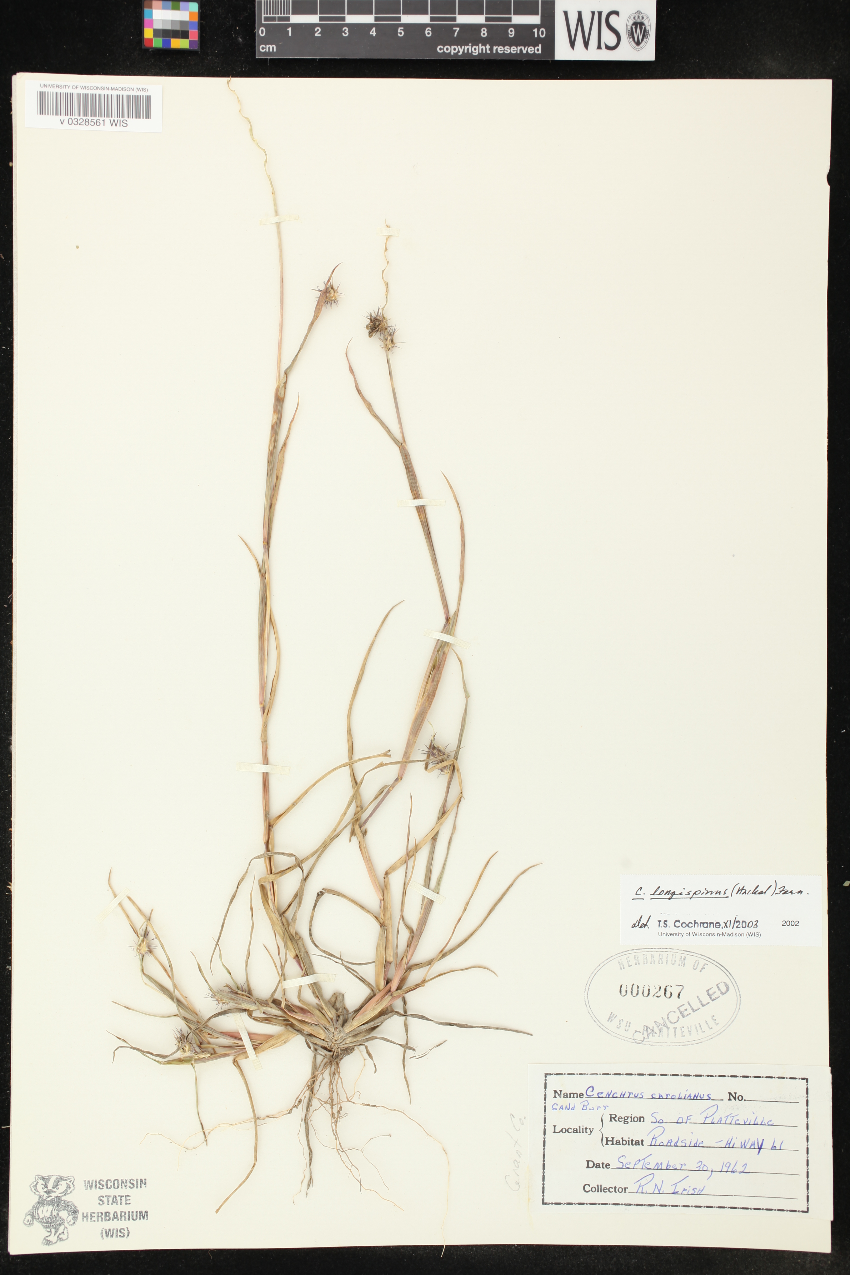 Cenchrus longispinus image