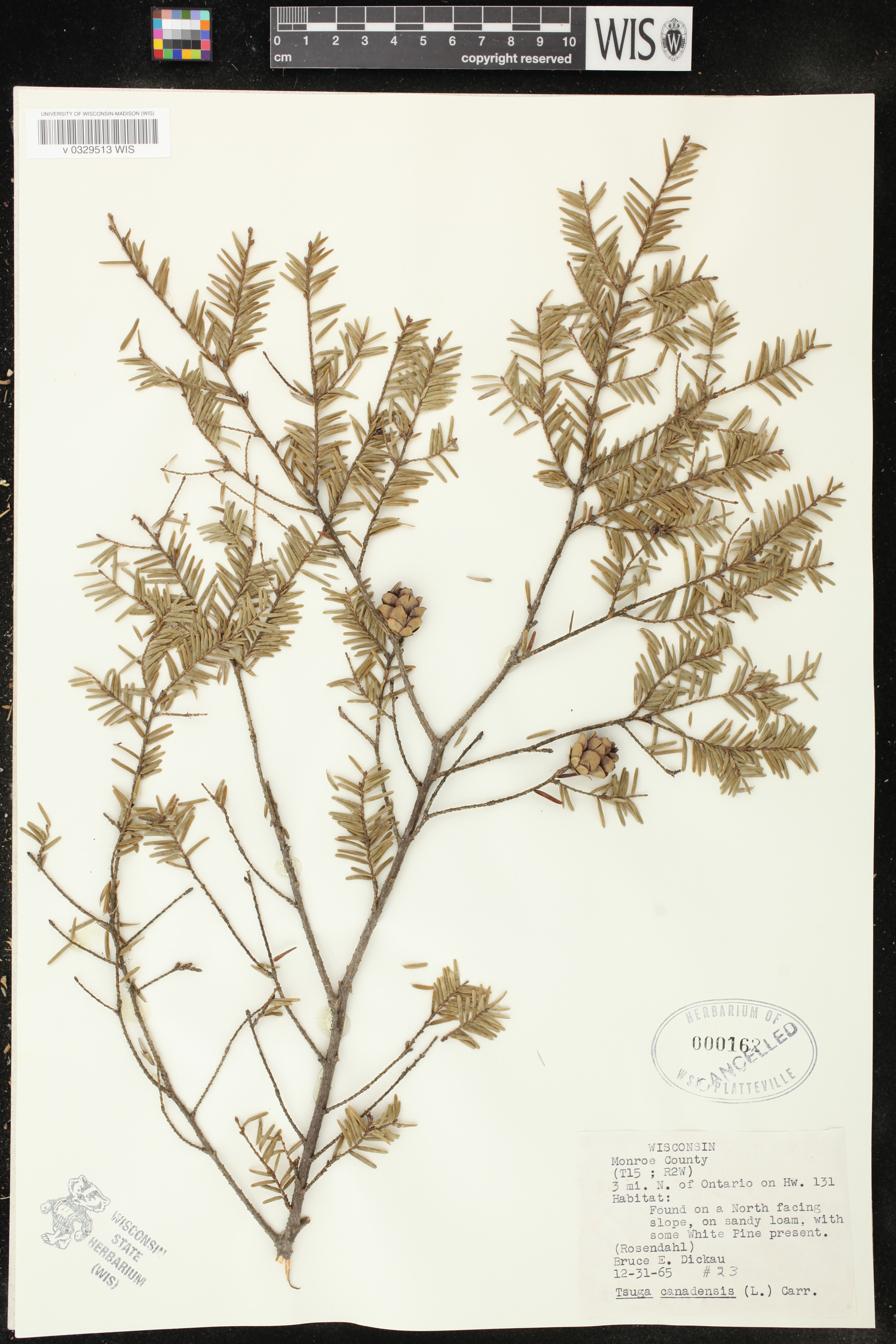 Tsuga canadensis image