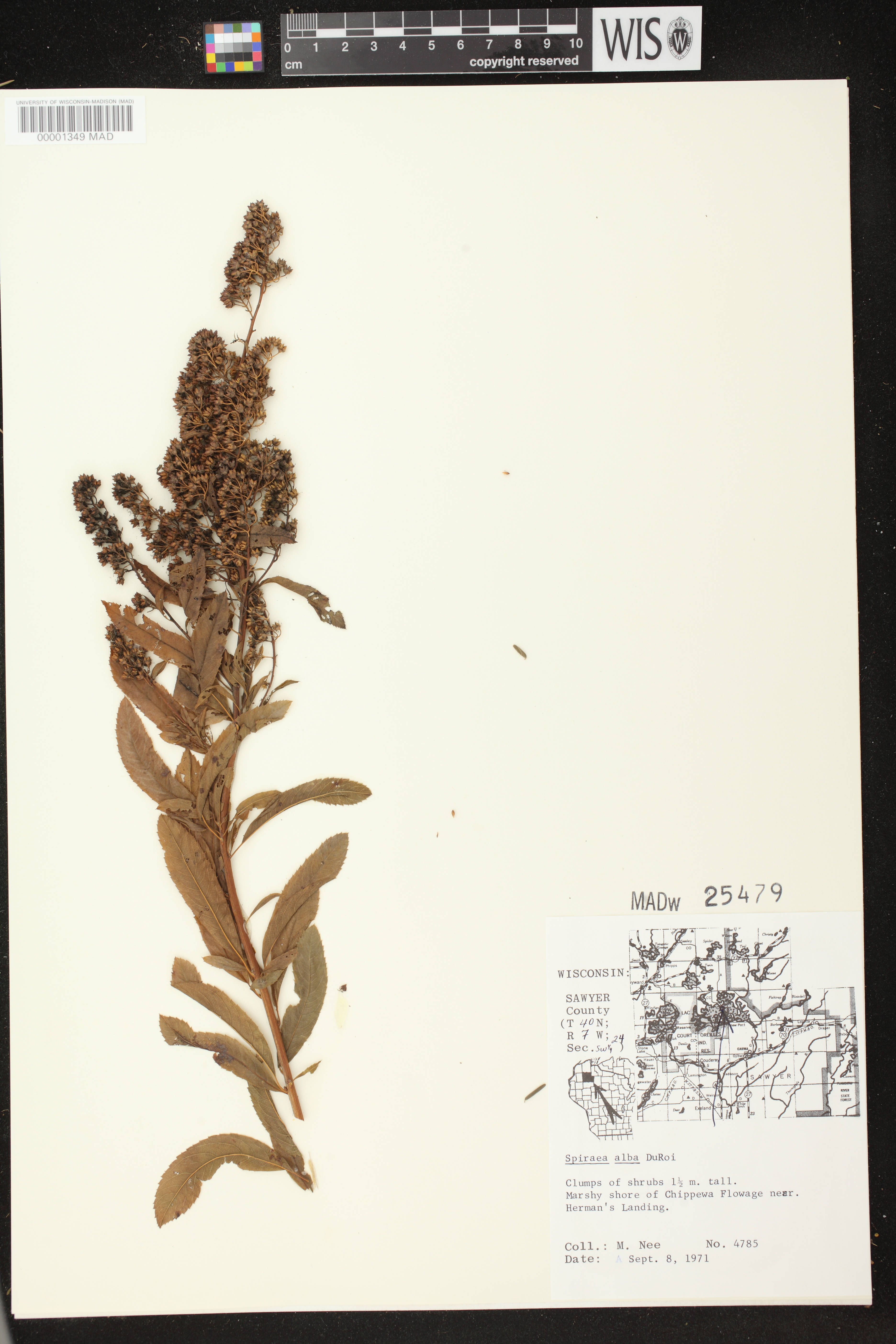 Spiraea alba var. alba image