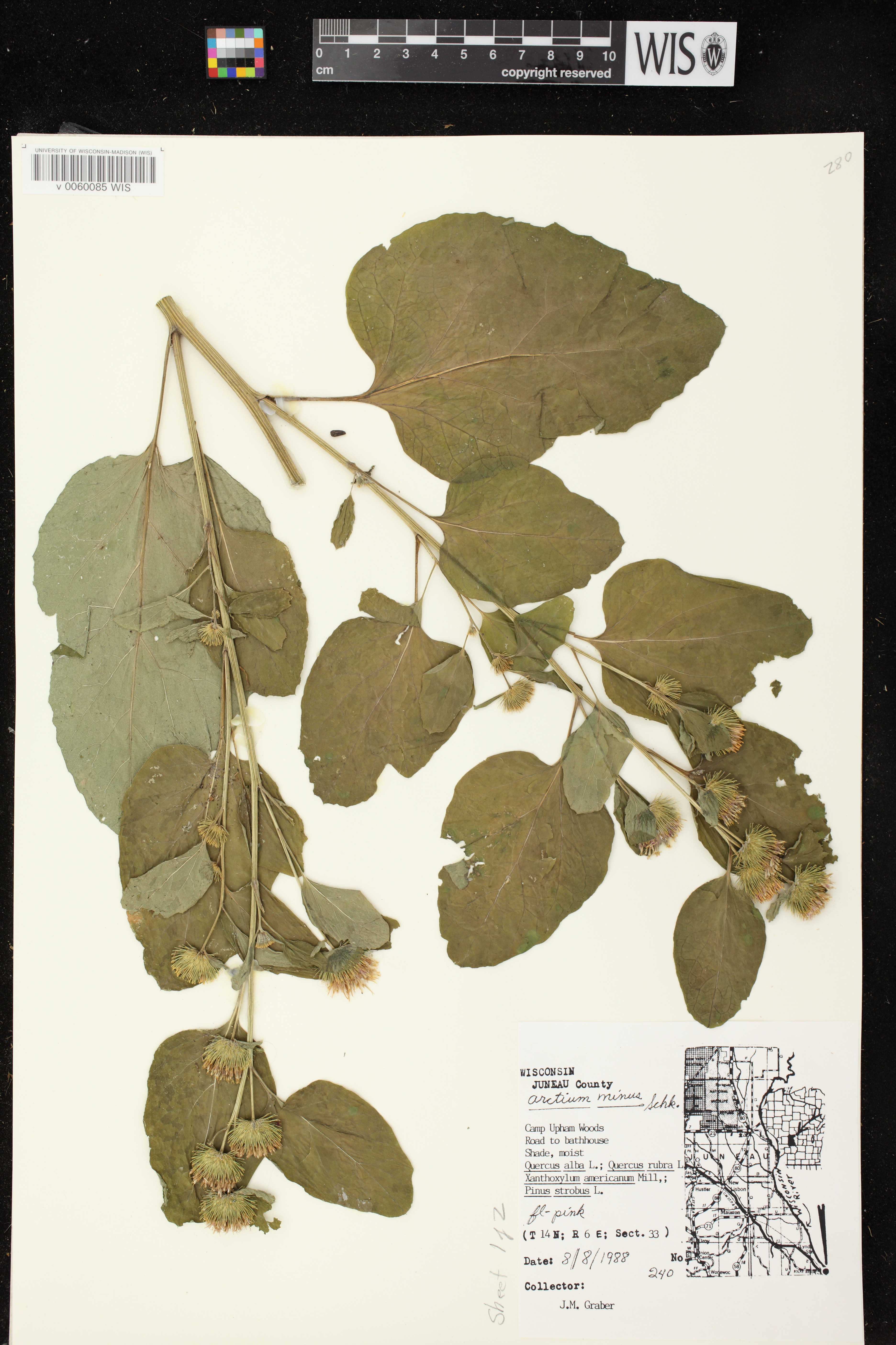 Arctium minus image