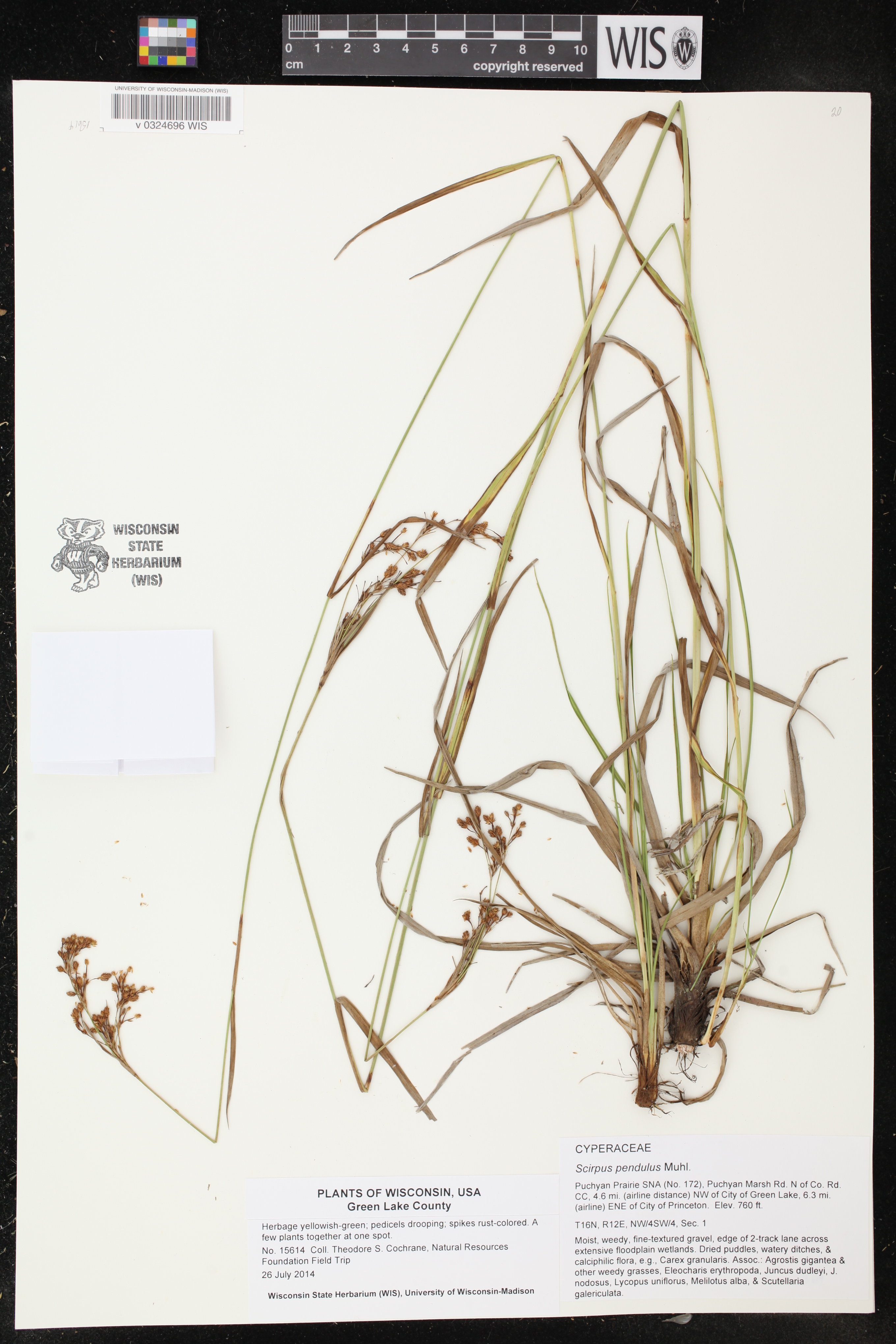 Scirpus pendulus image