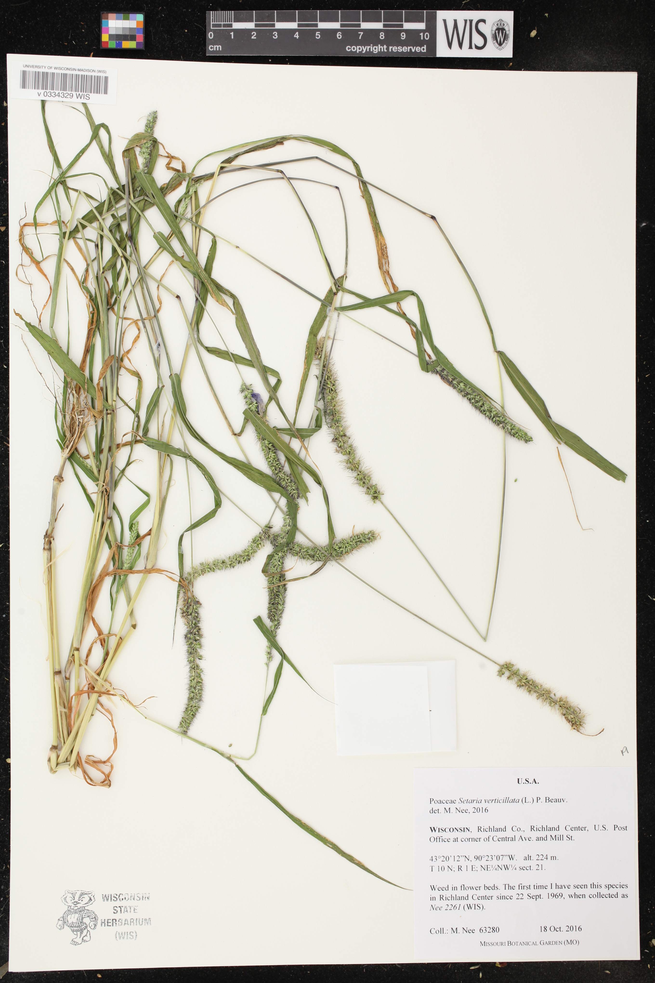 Setaria verticillata image