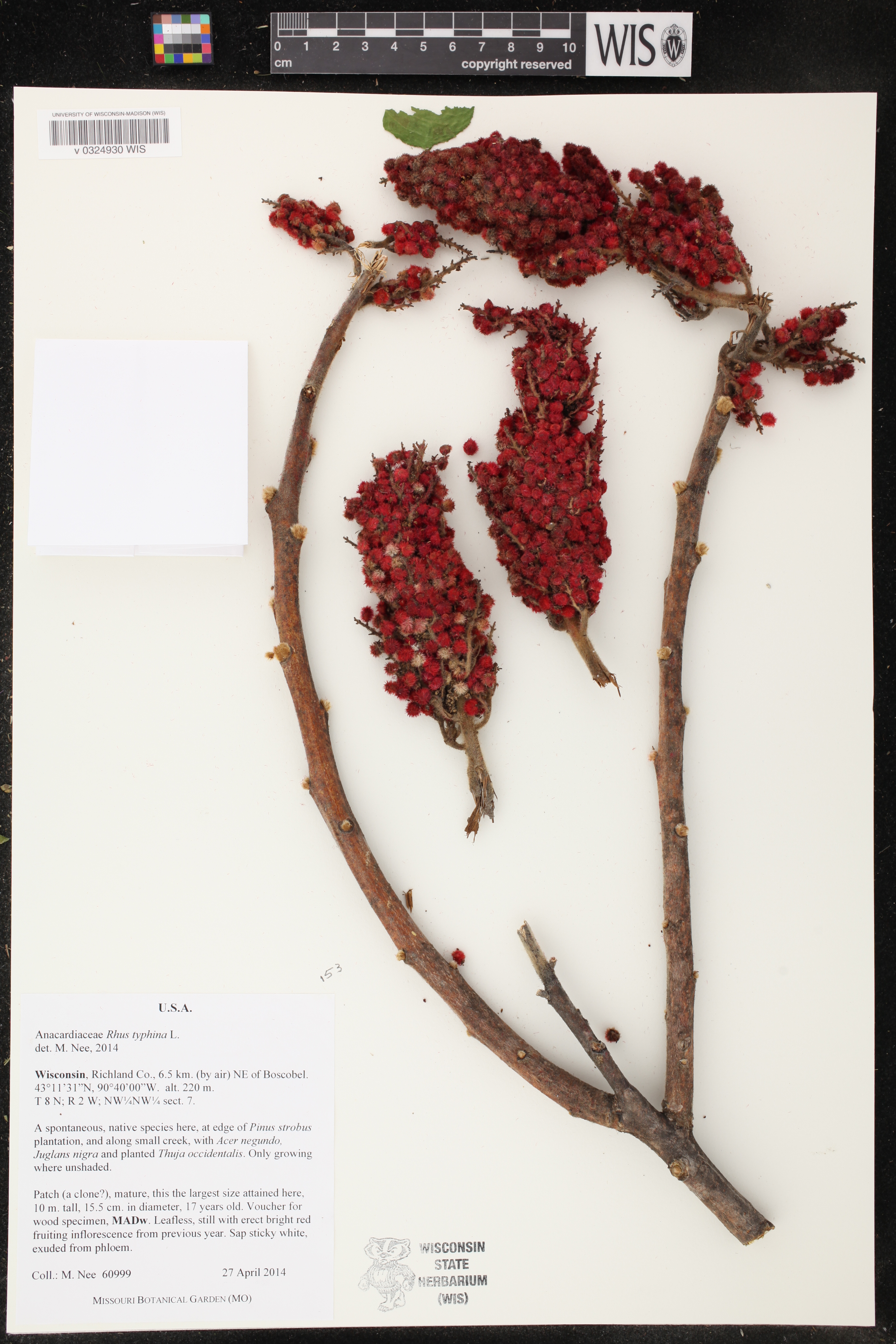 Rhus typhina image