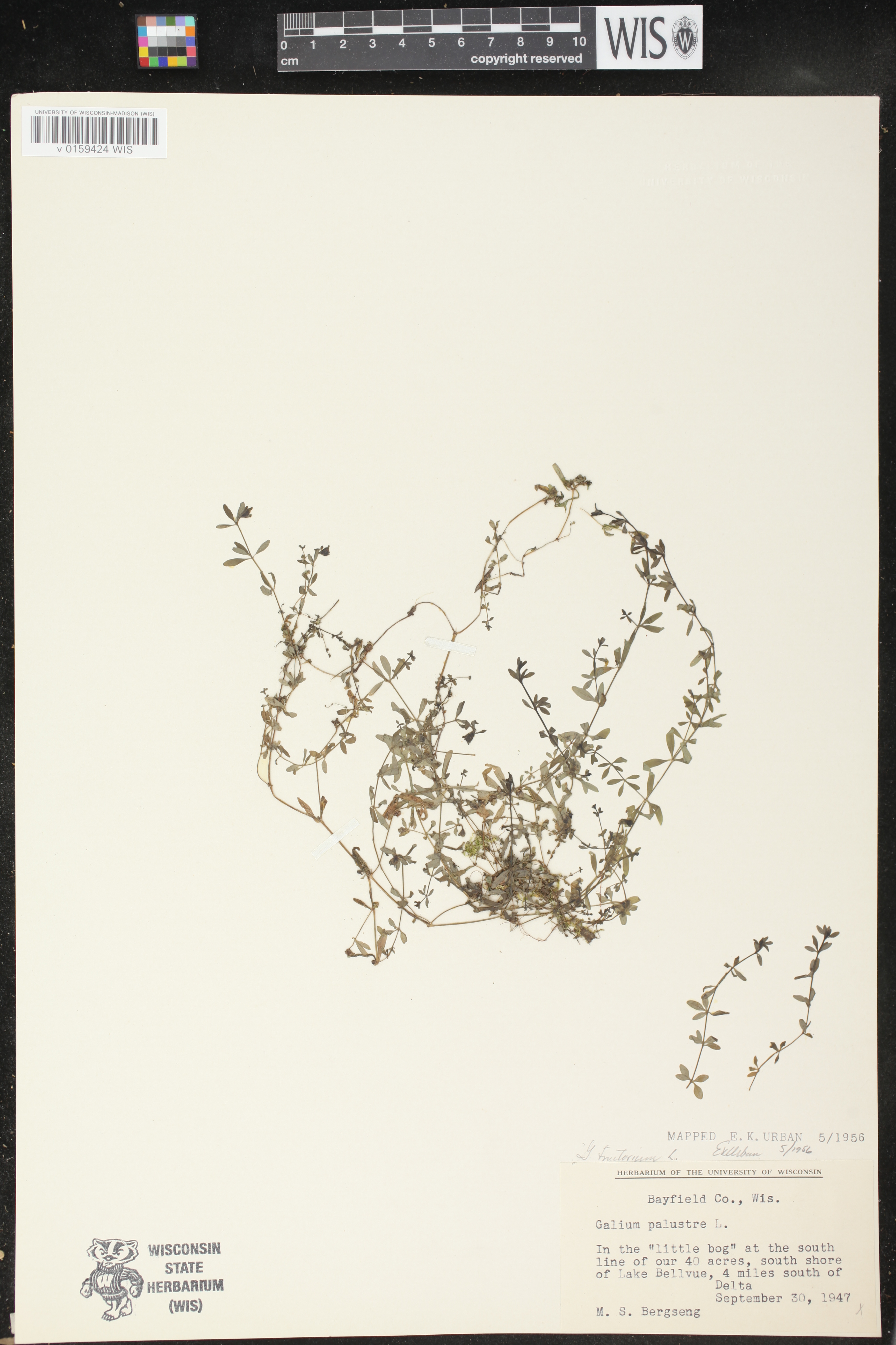 Galium tinctorium image