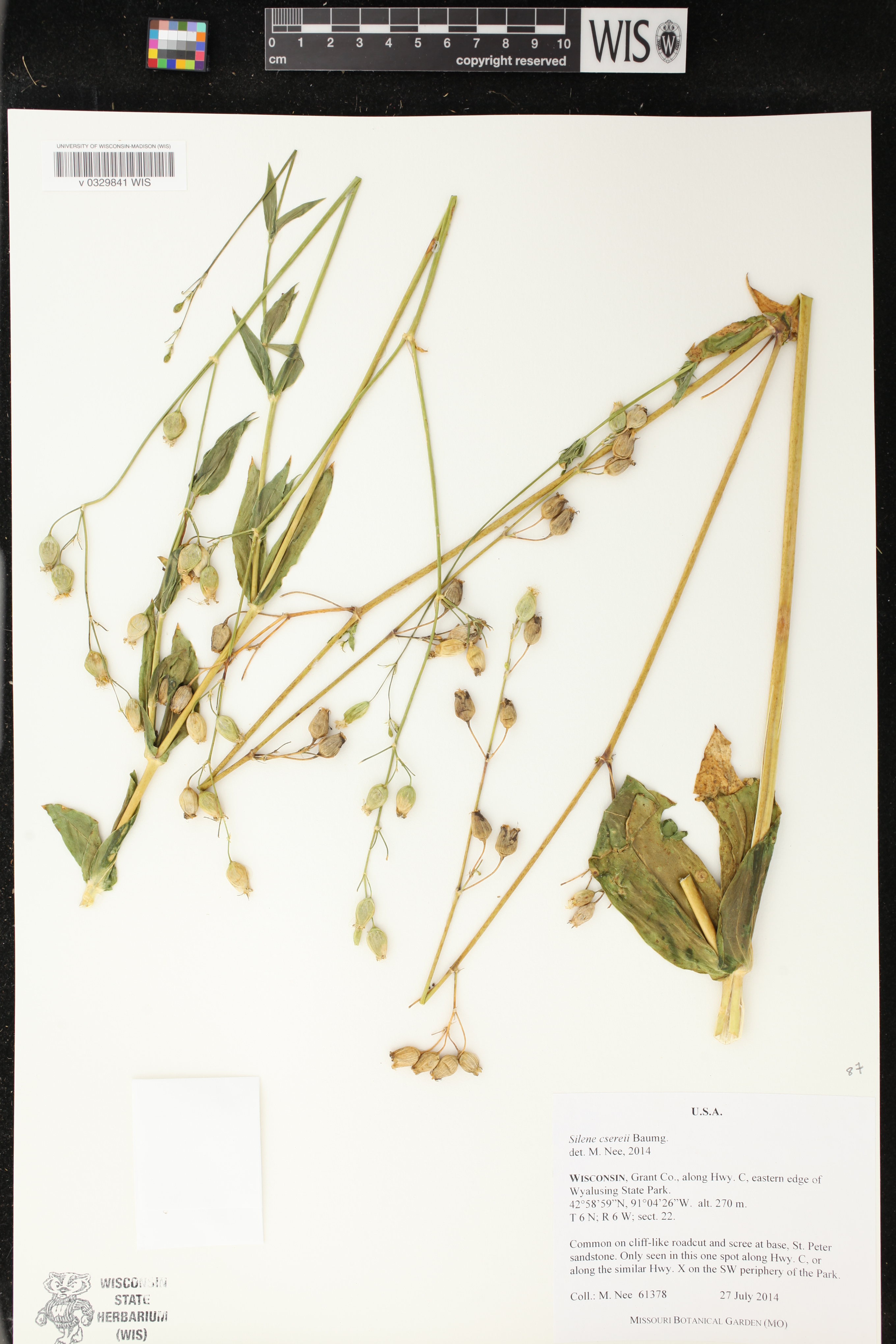 Silene csereii image