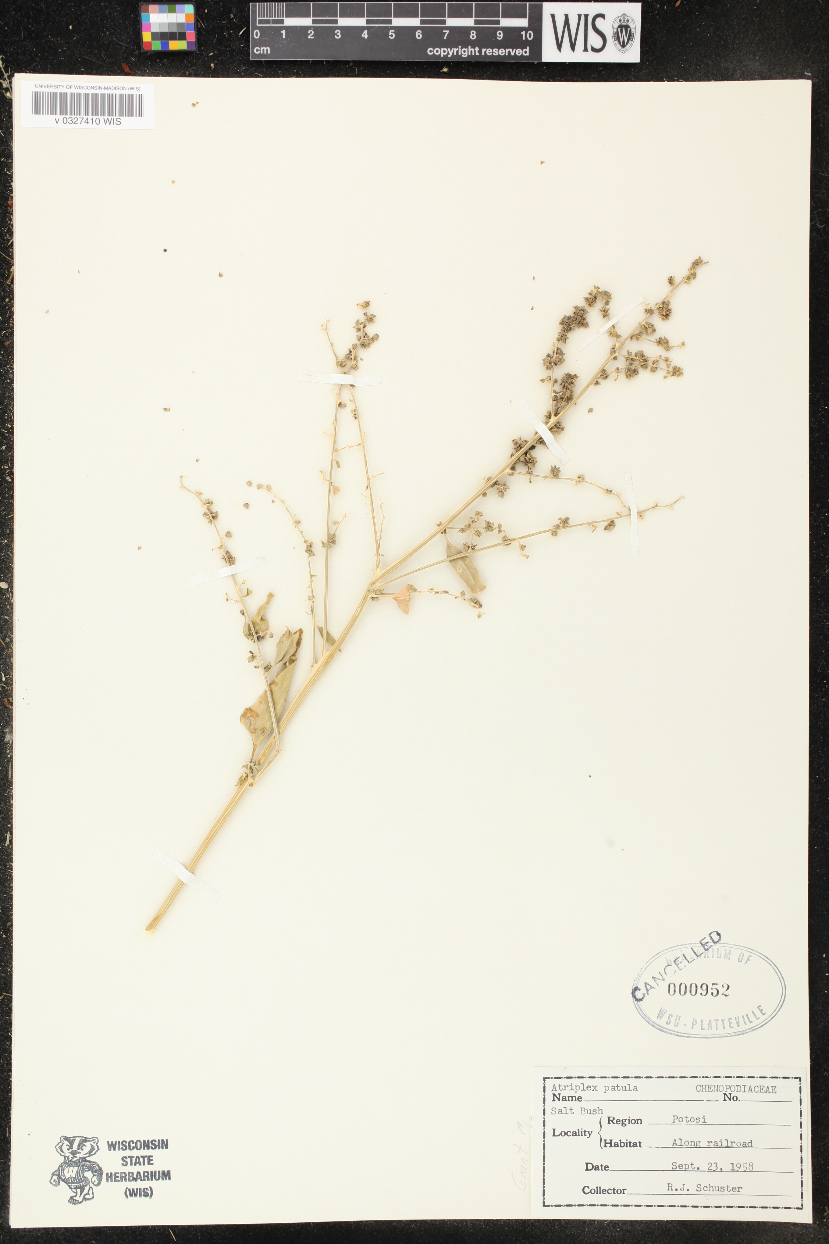 Atriplex patula image