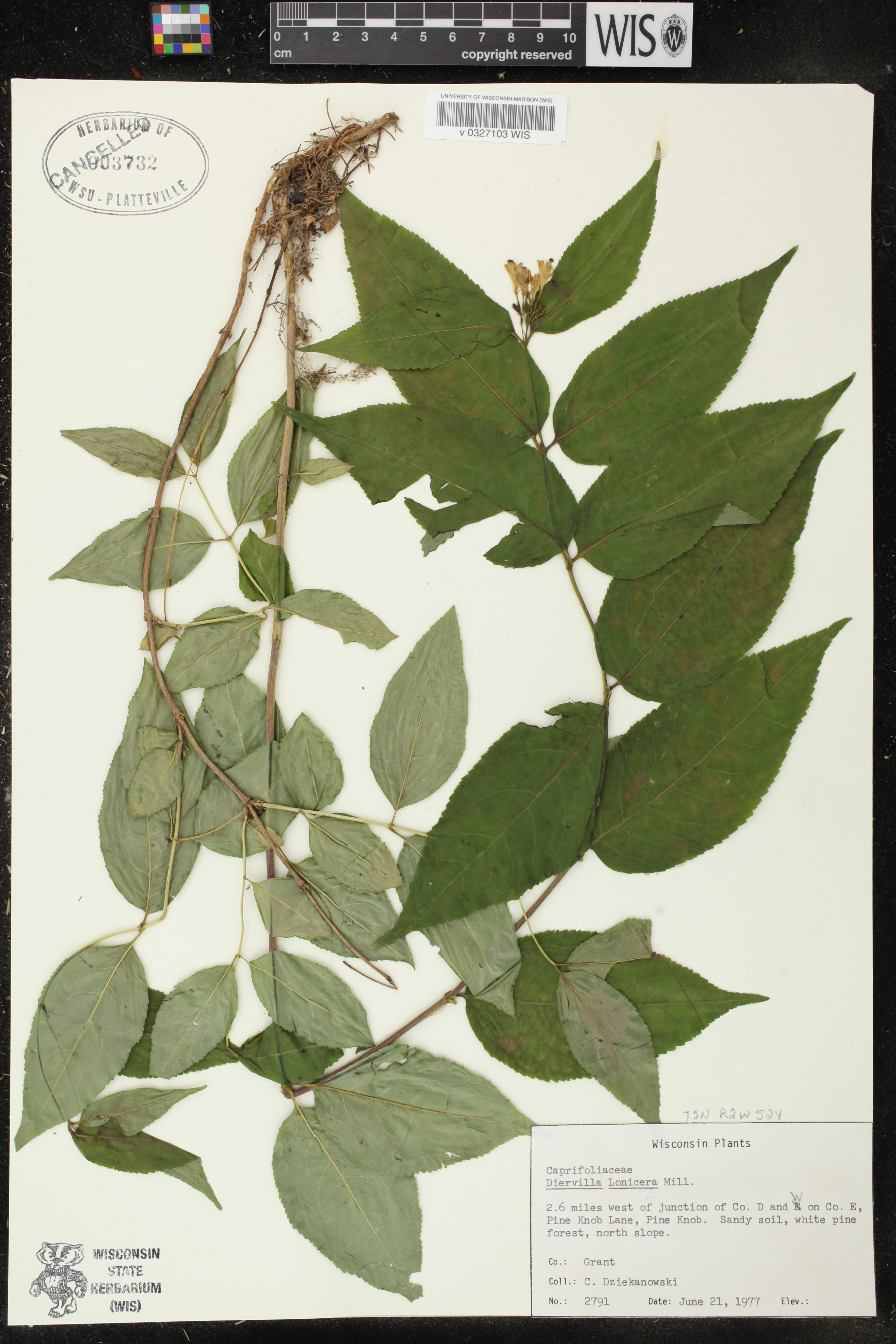 Diervilla lonicera image