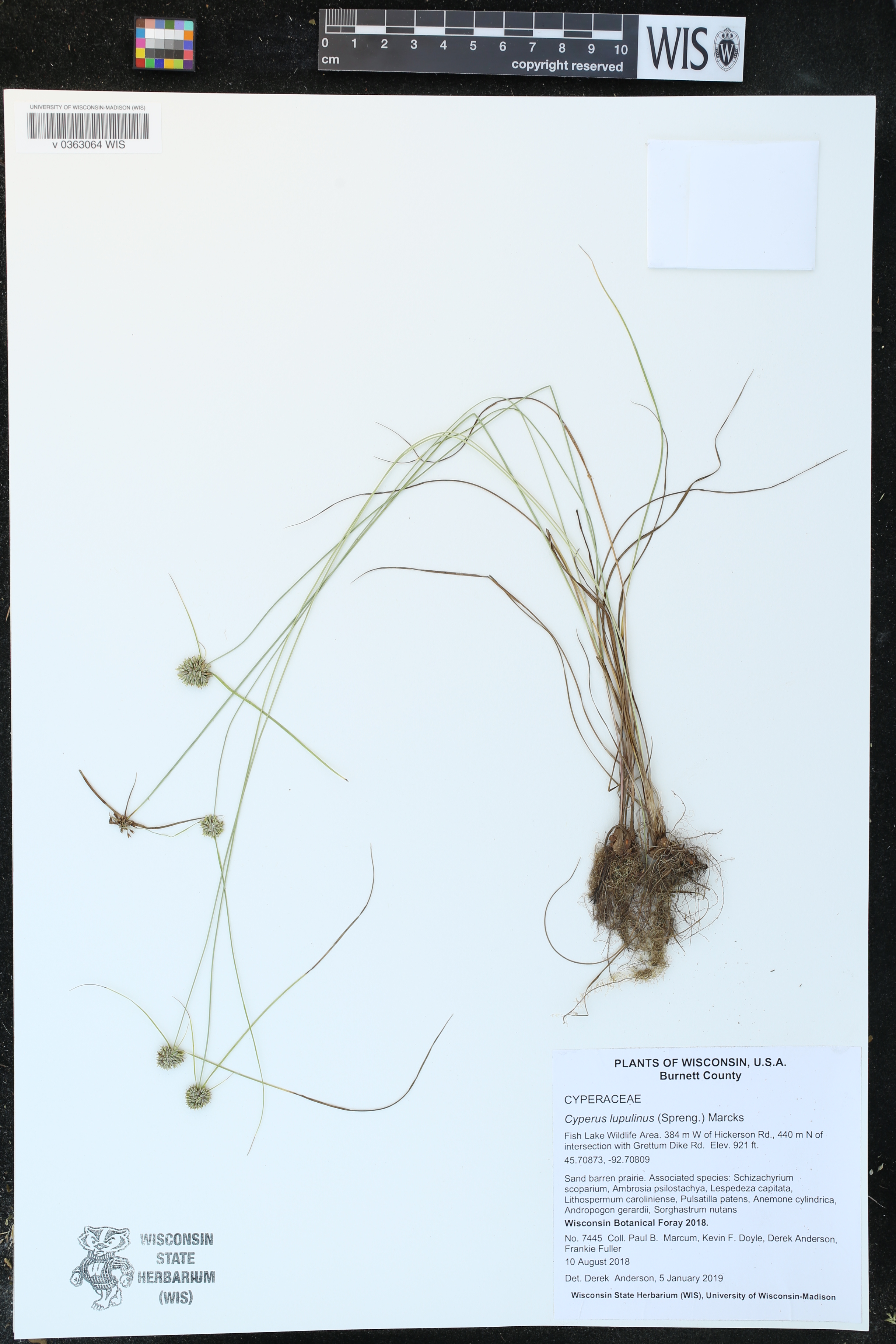 Cyperus lupulinus image