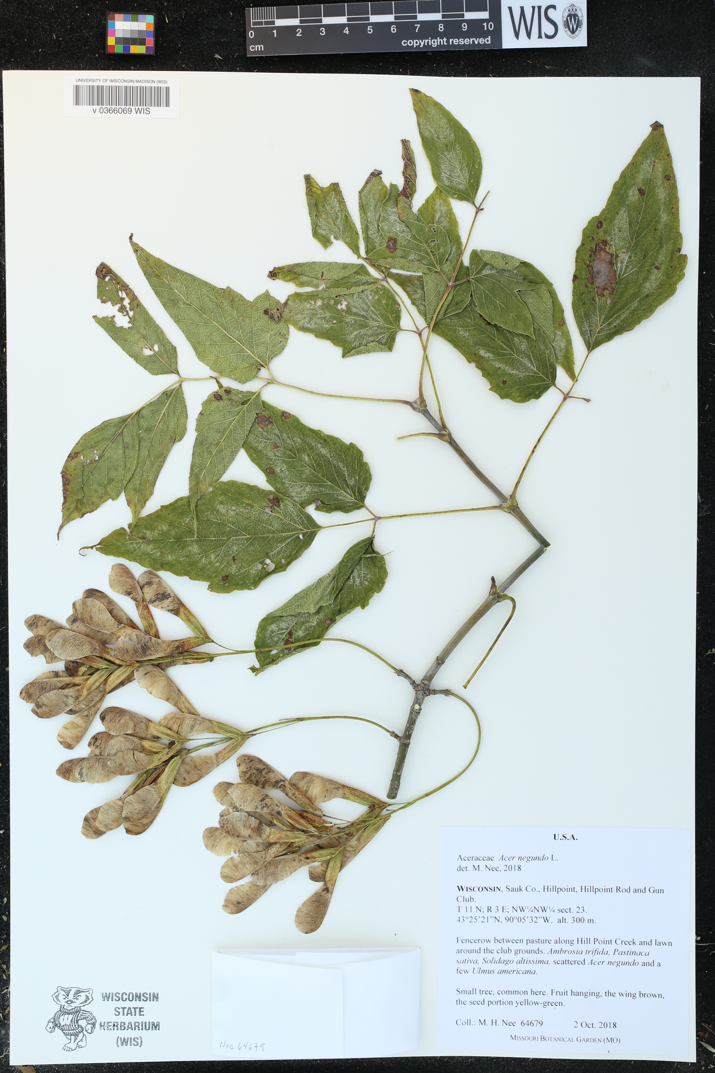 Acer negundo image