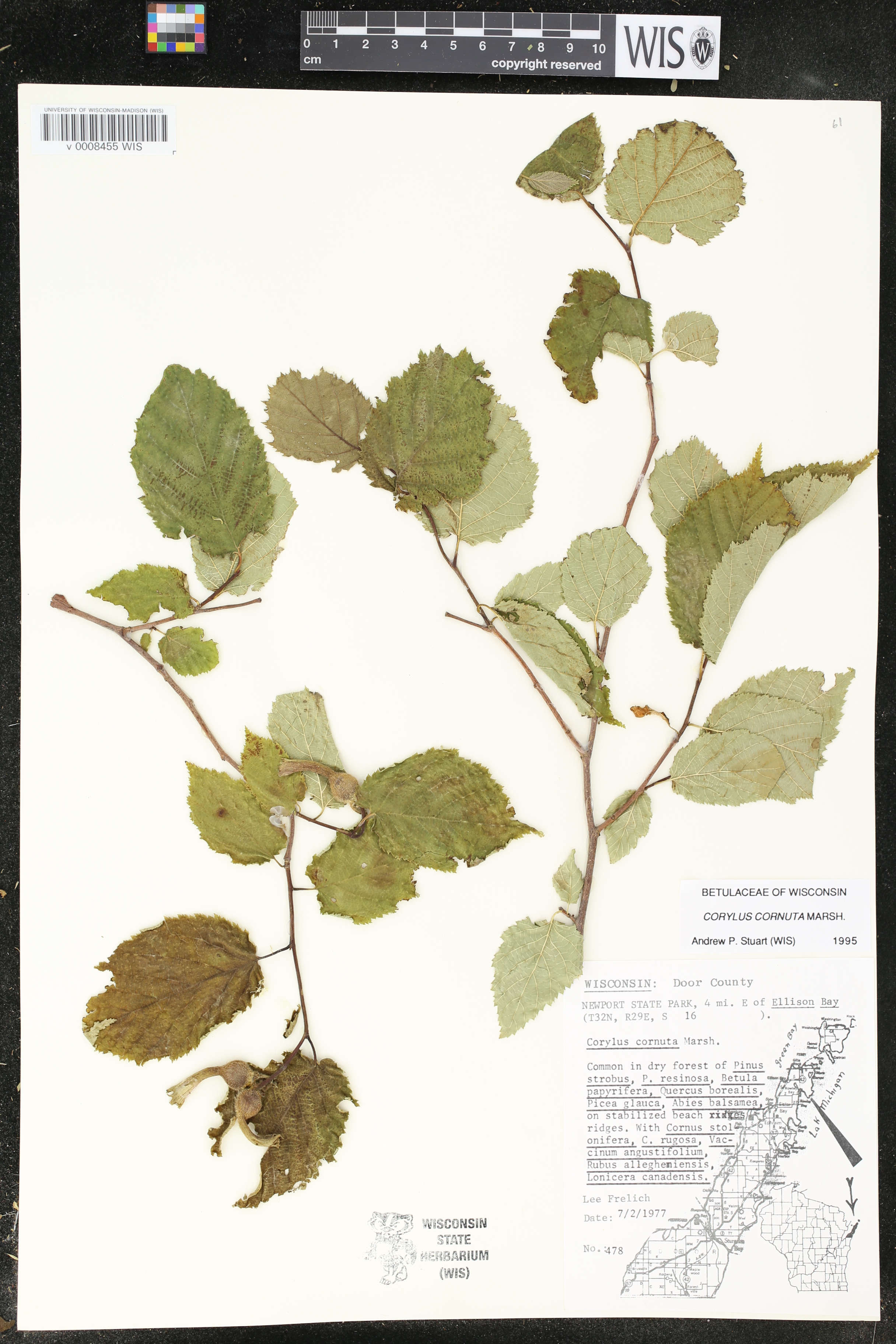 Corylus cornuta subsp. cornuta image