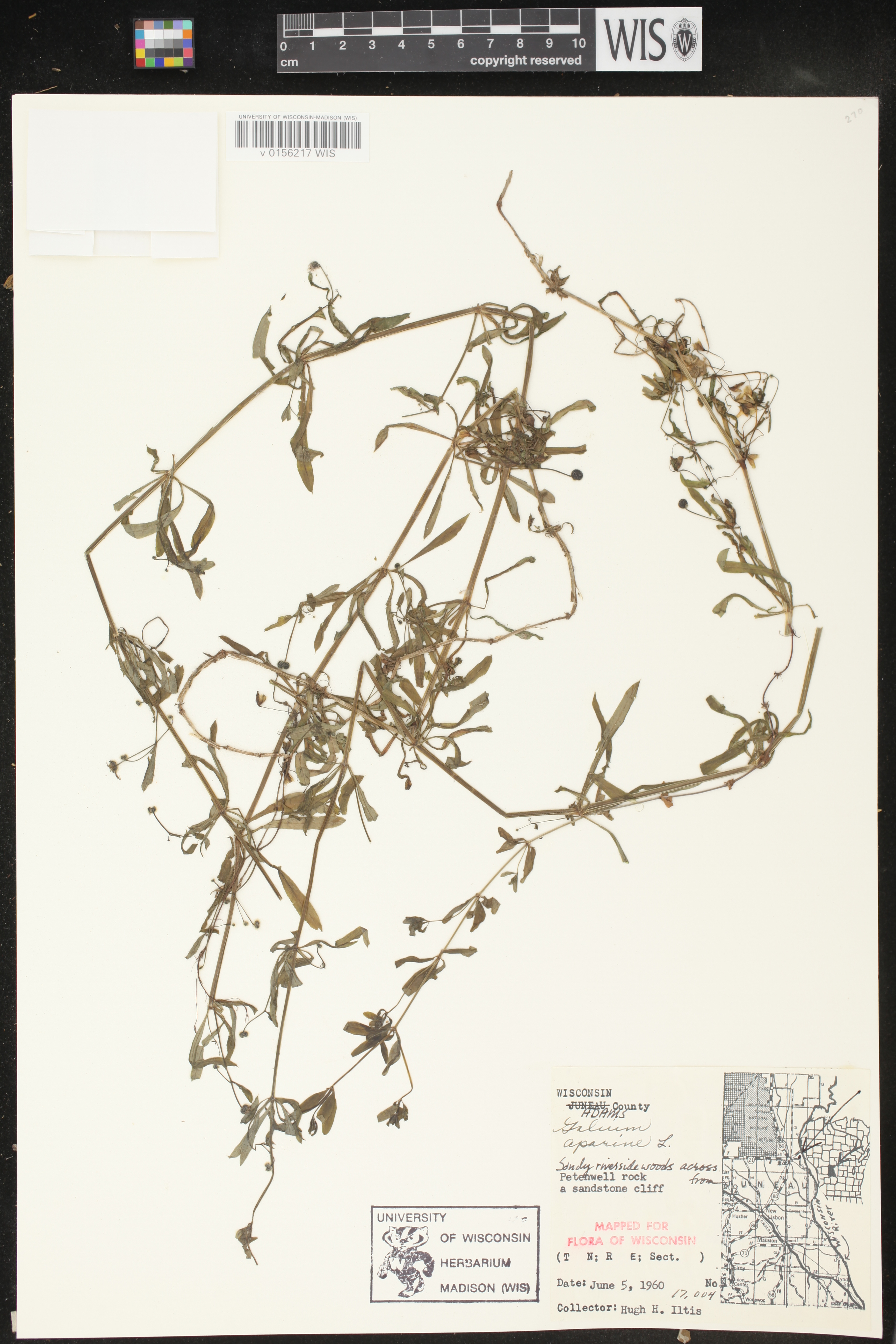 Galium aparine image