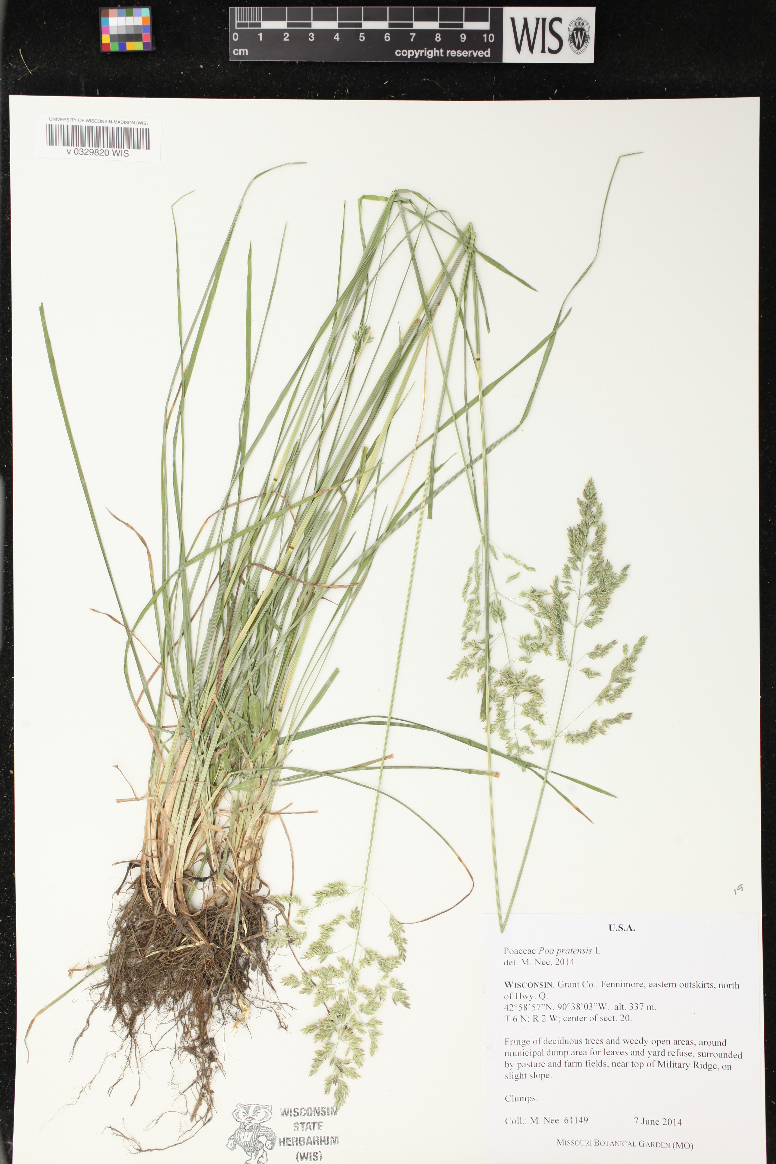 Poa pratensis image
