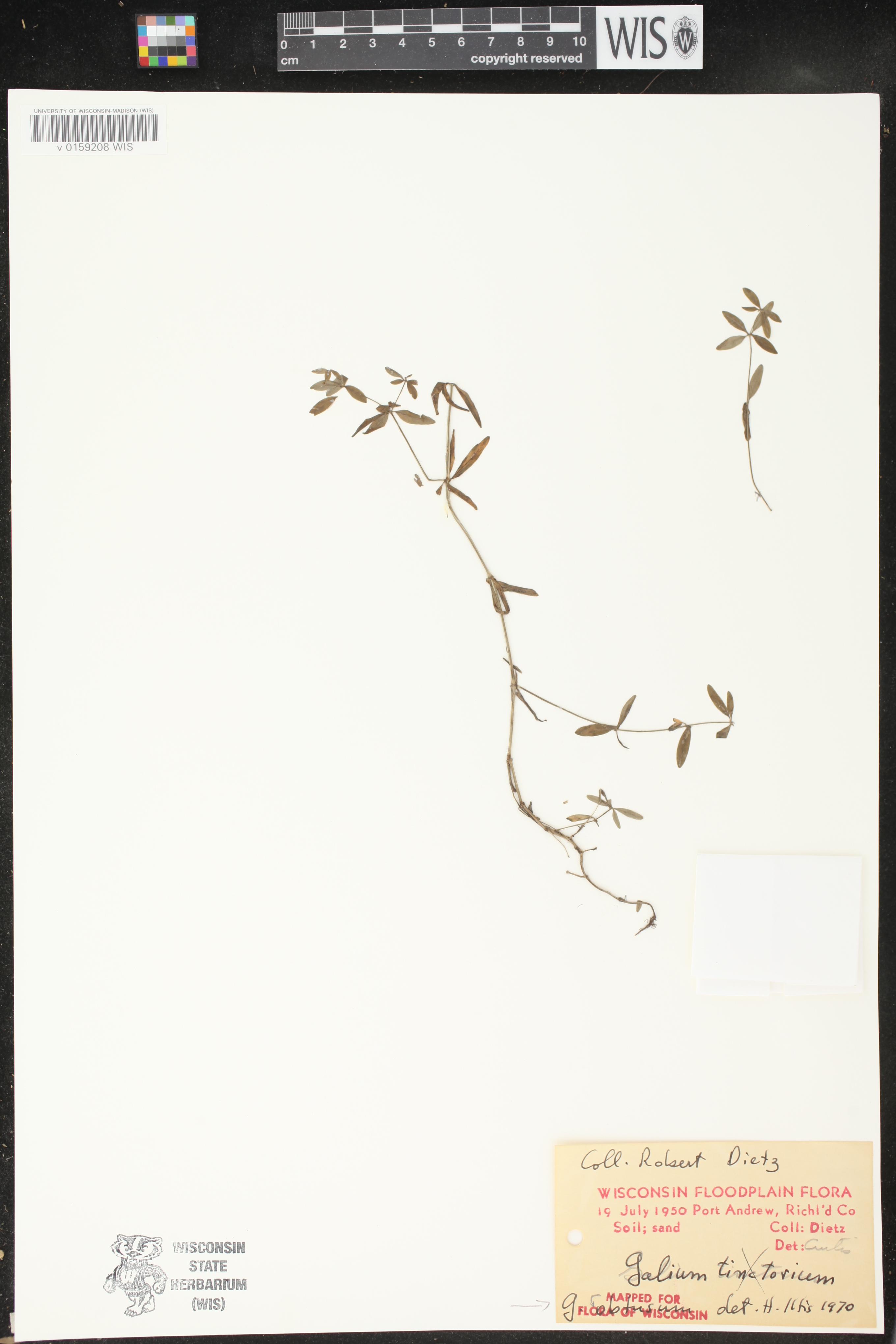Galium obtusum subsp. obtusum image