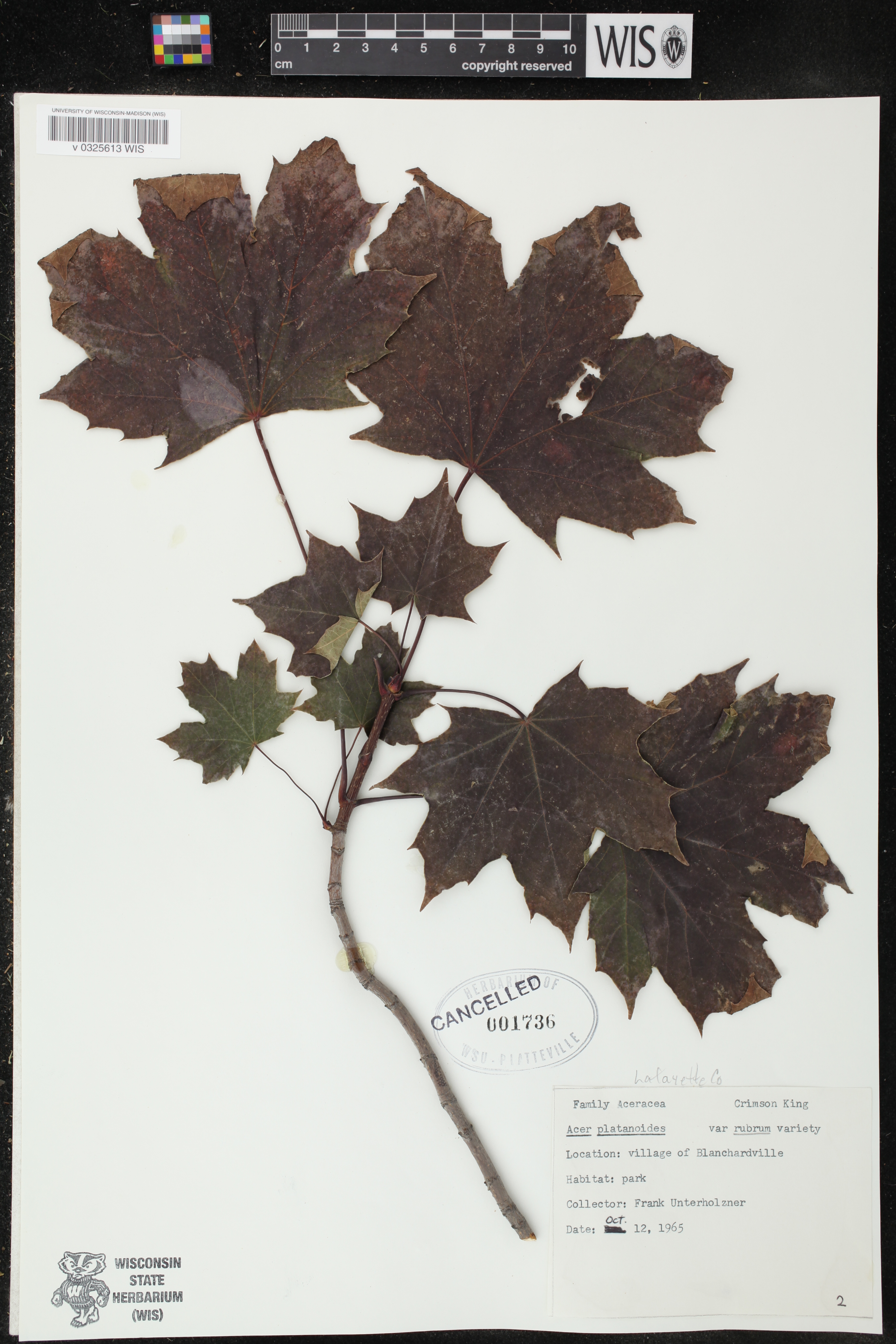 Acer platanoides image