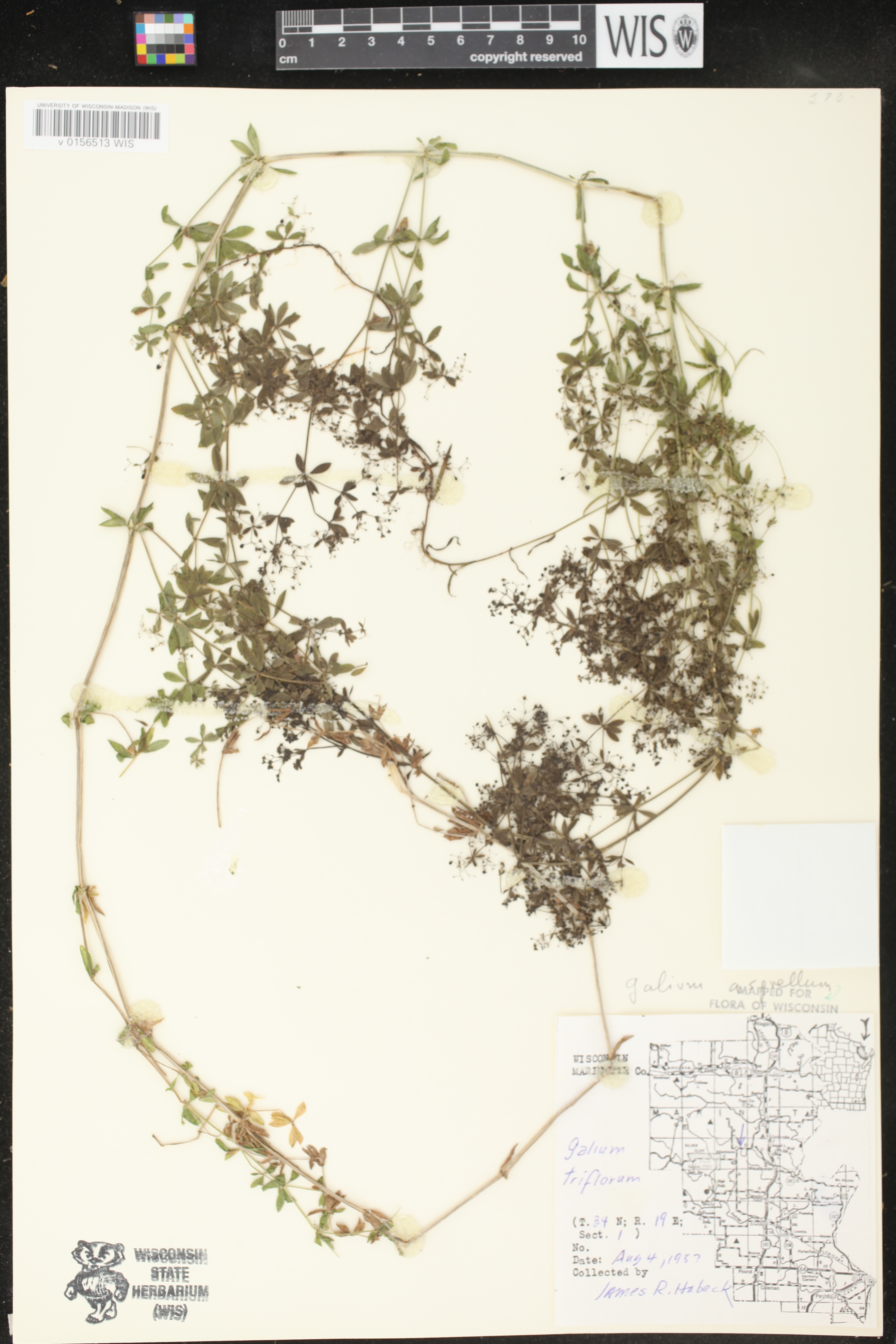 Galium asprellum image