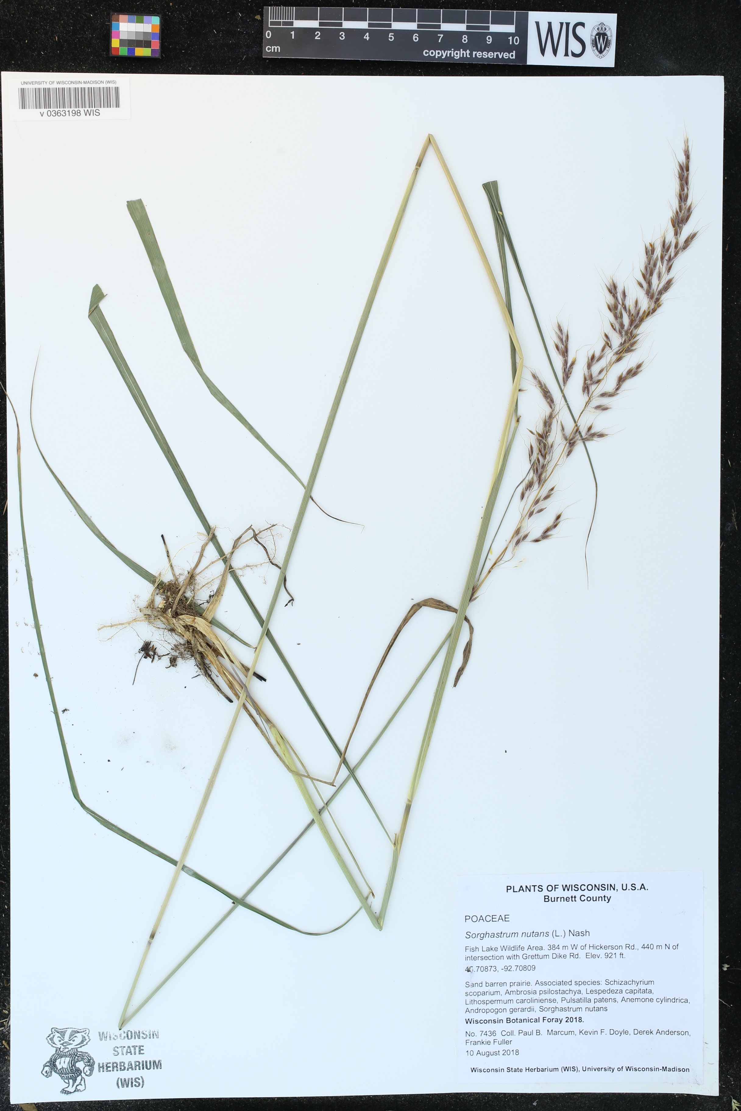 Sorghastrum nutans image