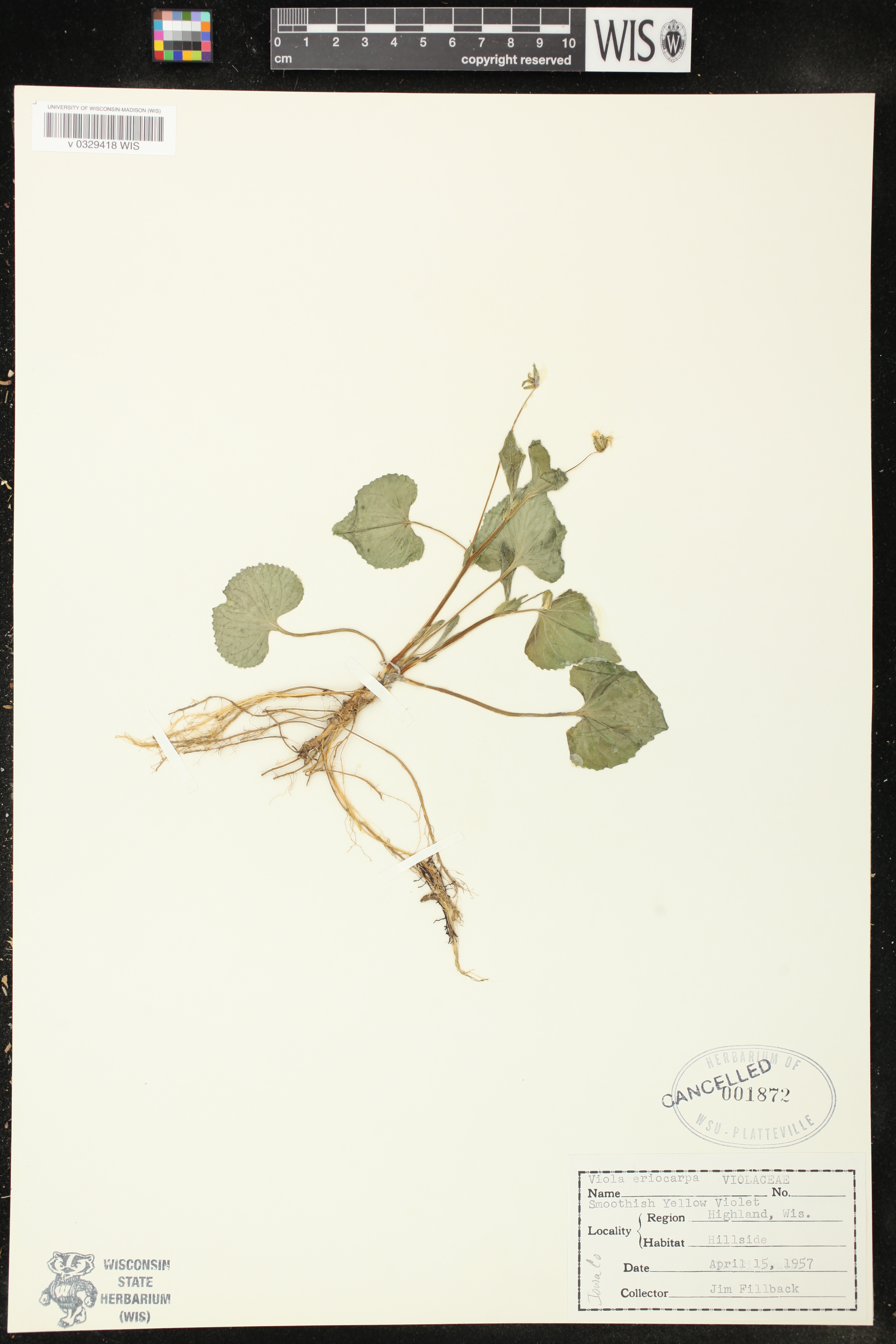 Viola pubescens var. scabriuscula image