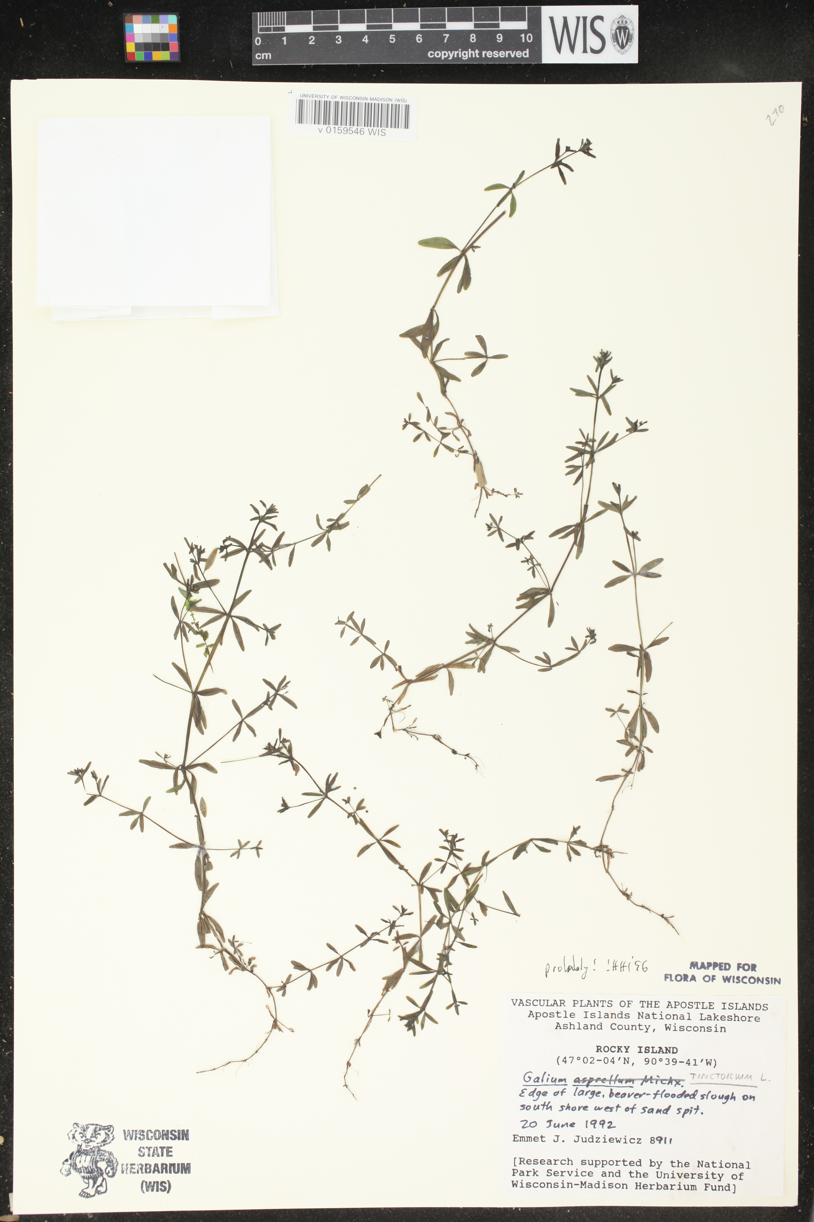 Galium tinctorium image