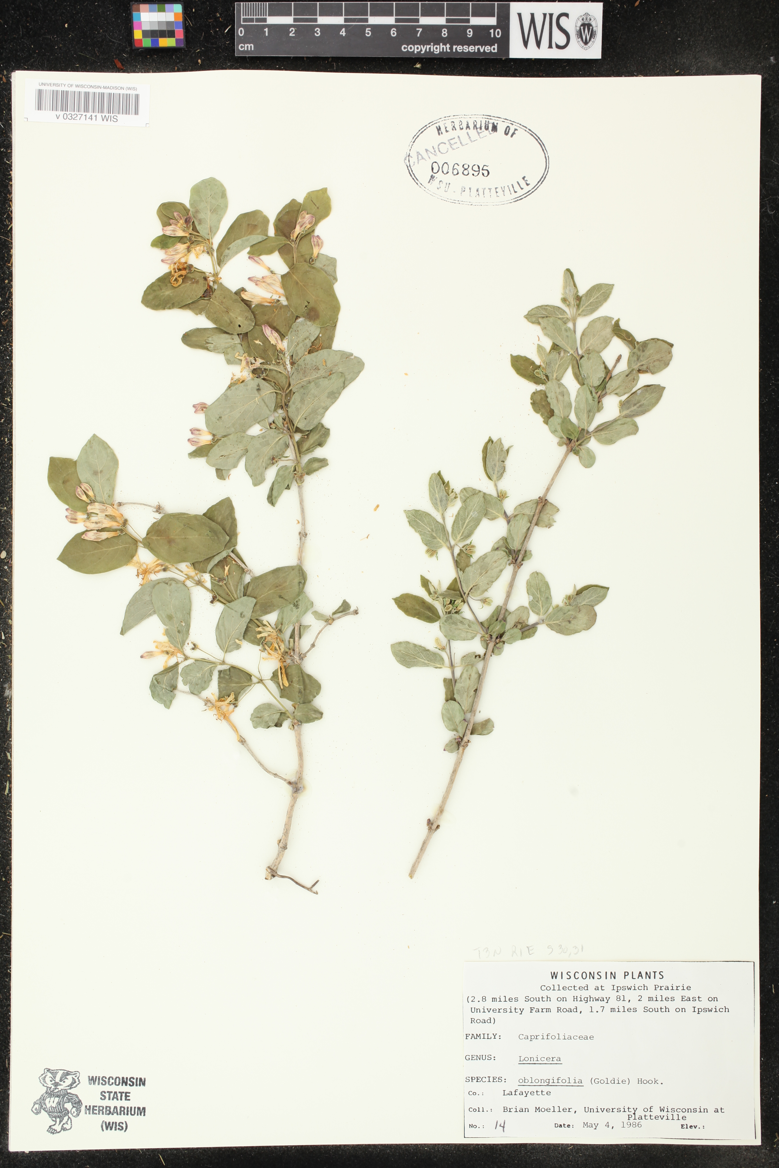 Lonicera oblongifolia image