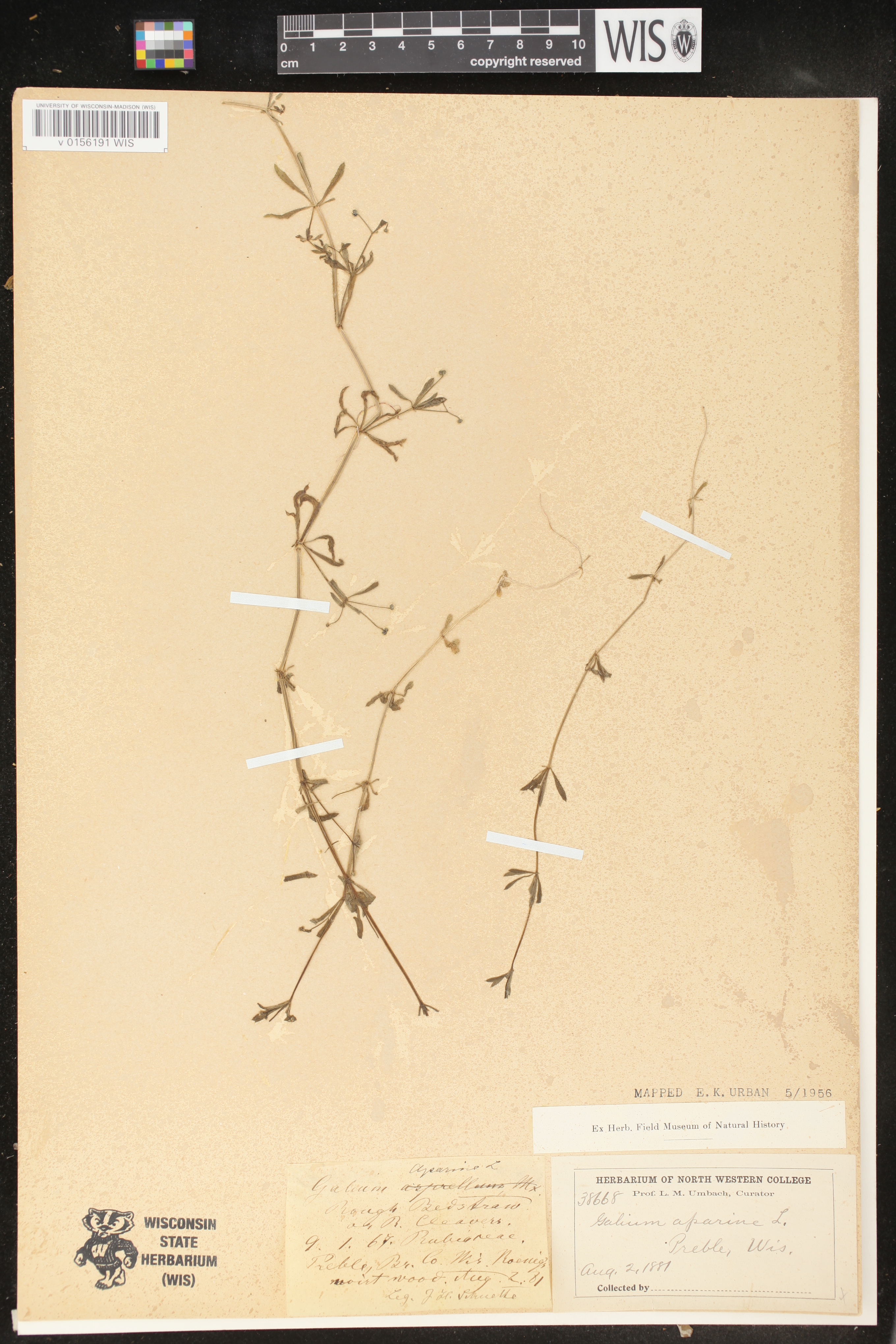 Galium aparine image