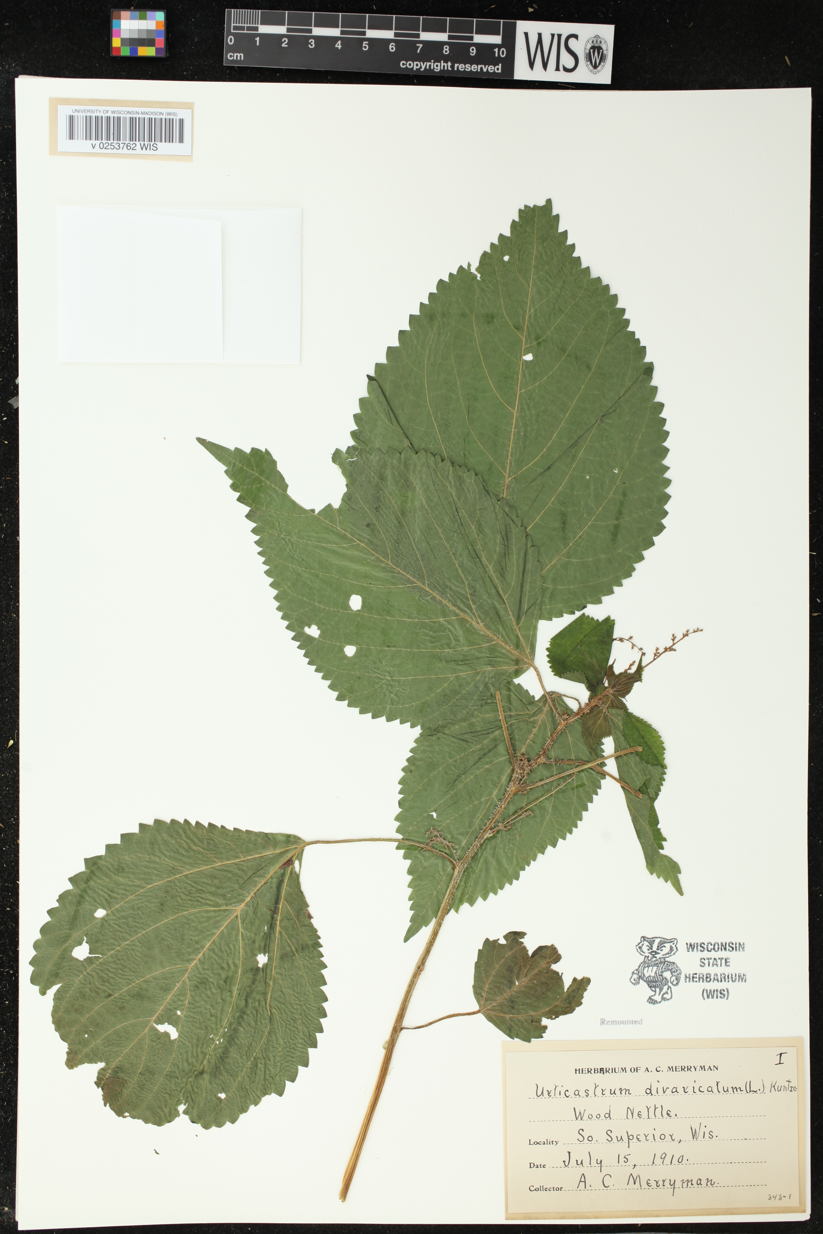 Laportea canadensis image