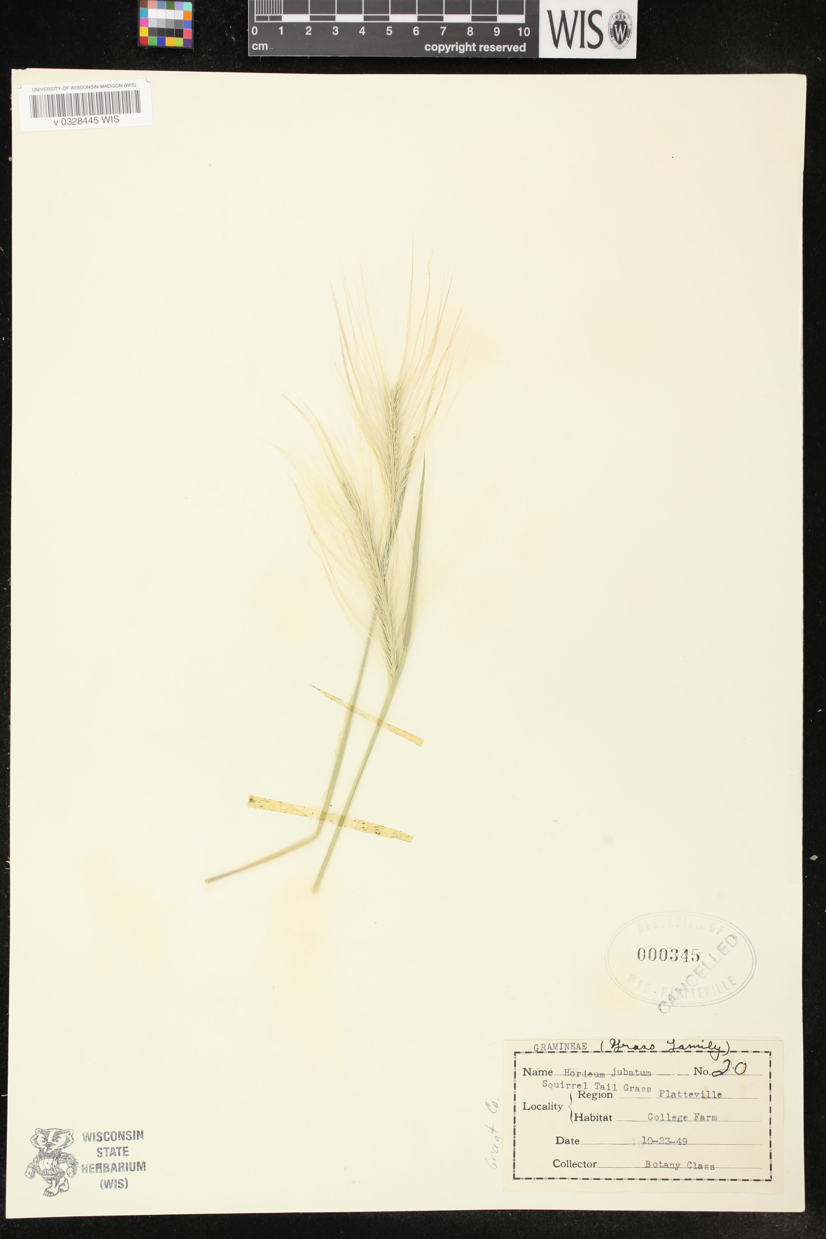 Hordeum jubatum image
