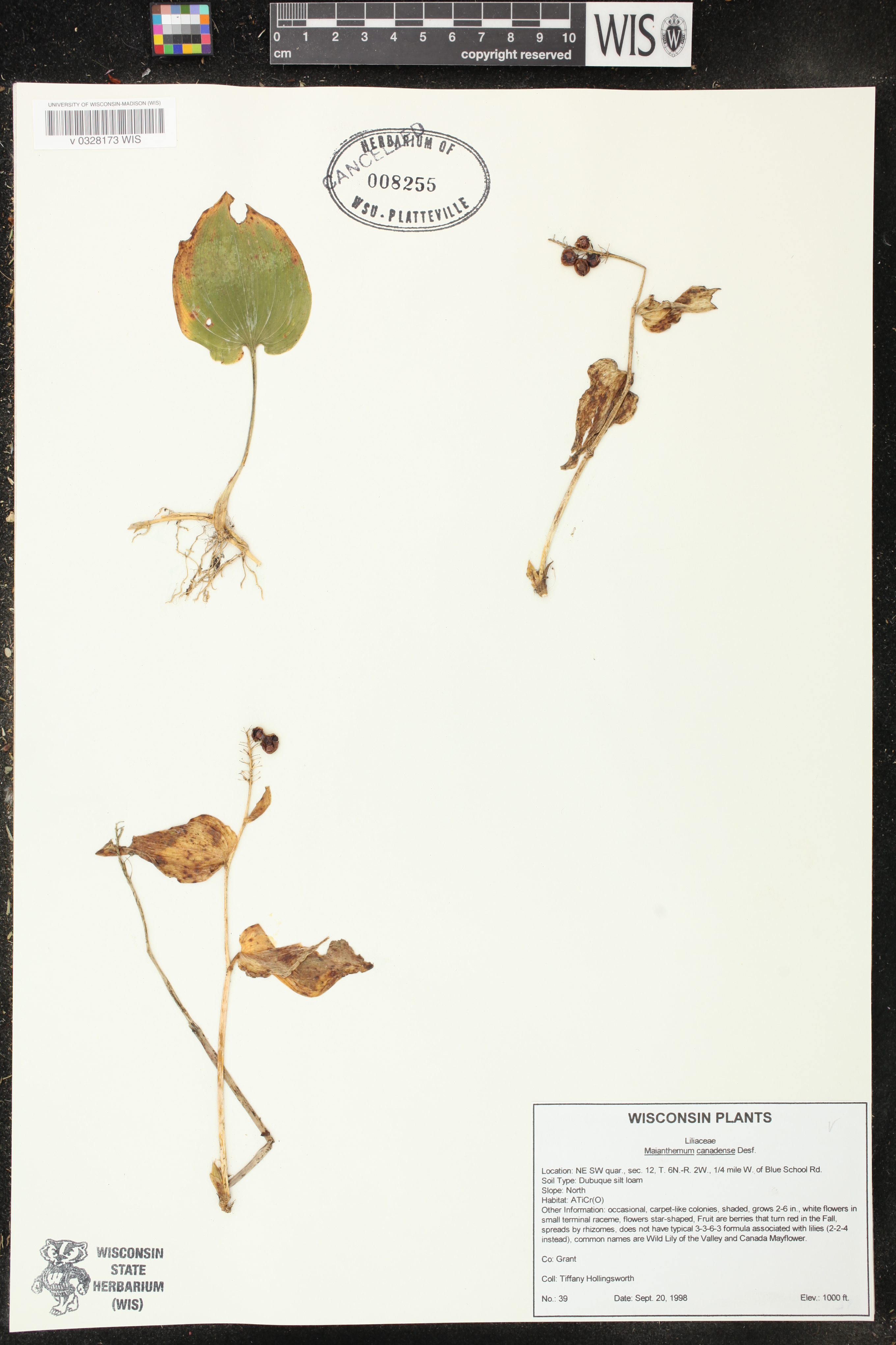 Maianthemum canadense image