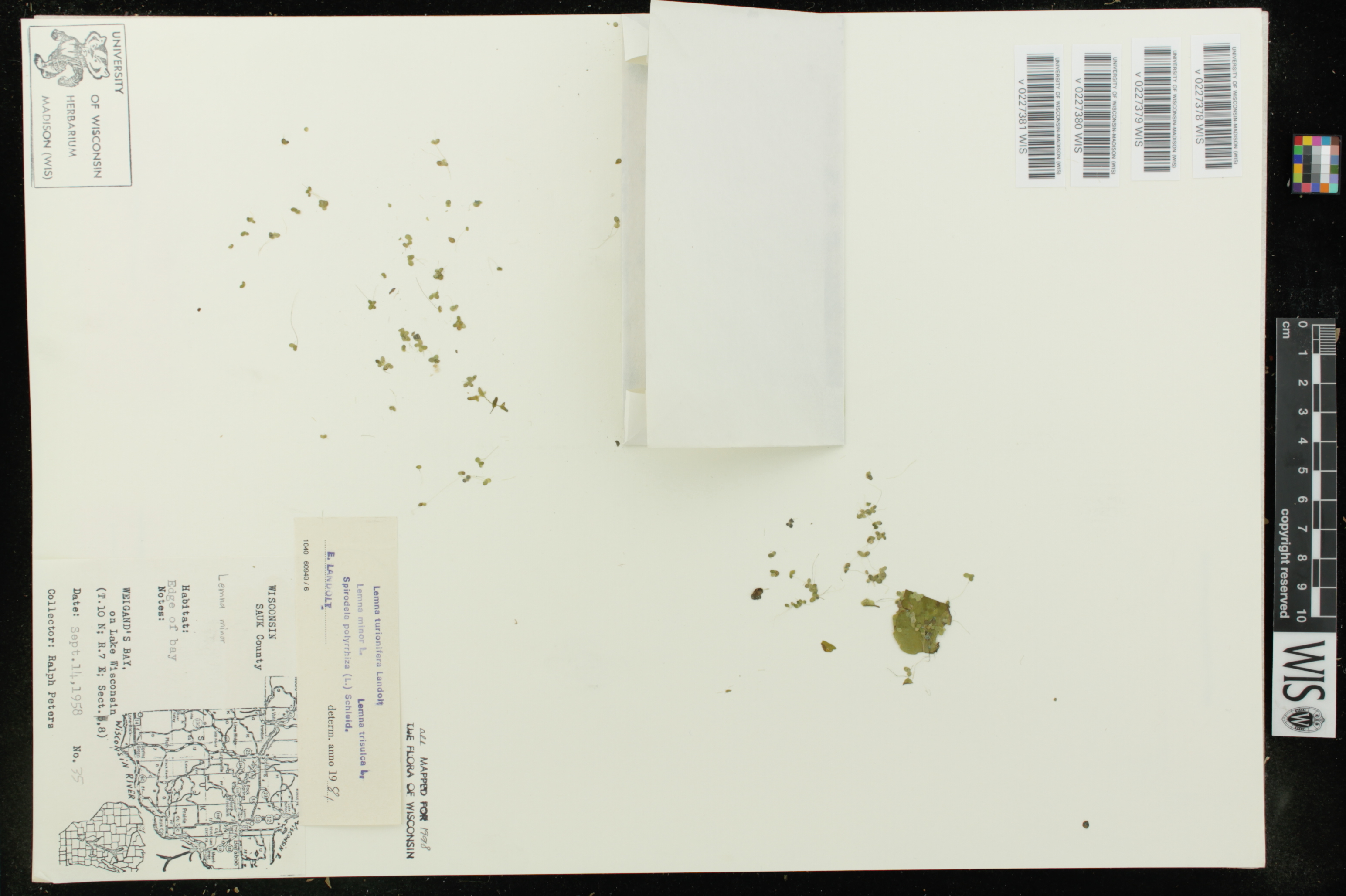 Lemna trisulca image