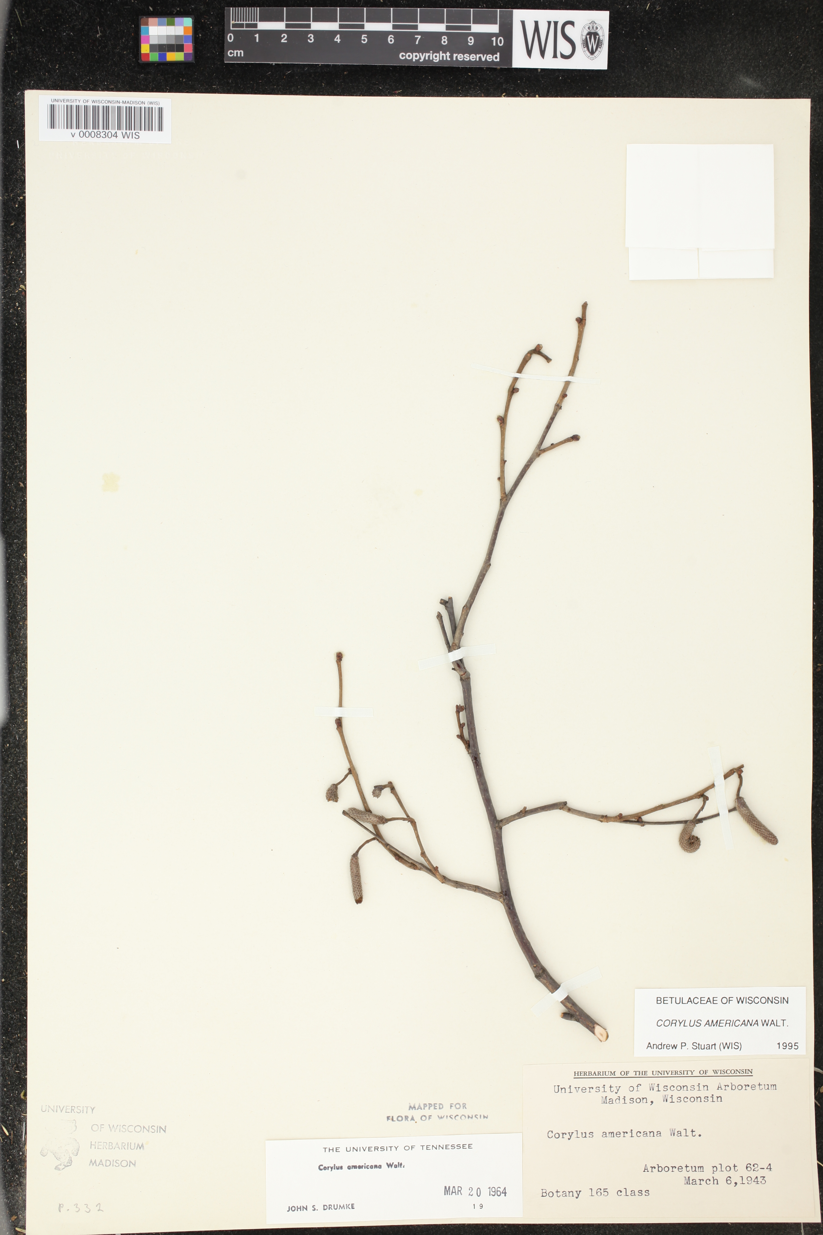 Corylus americana image