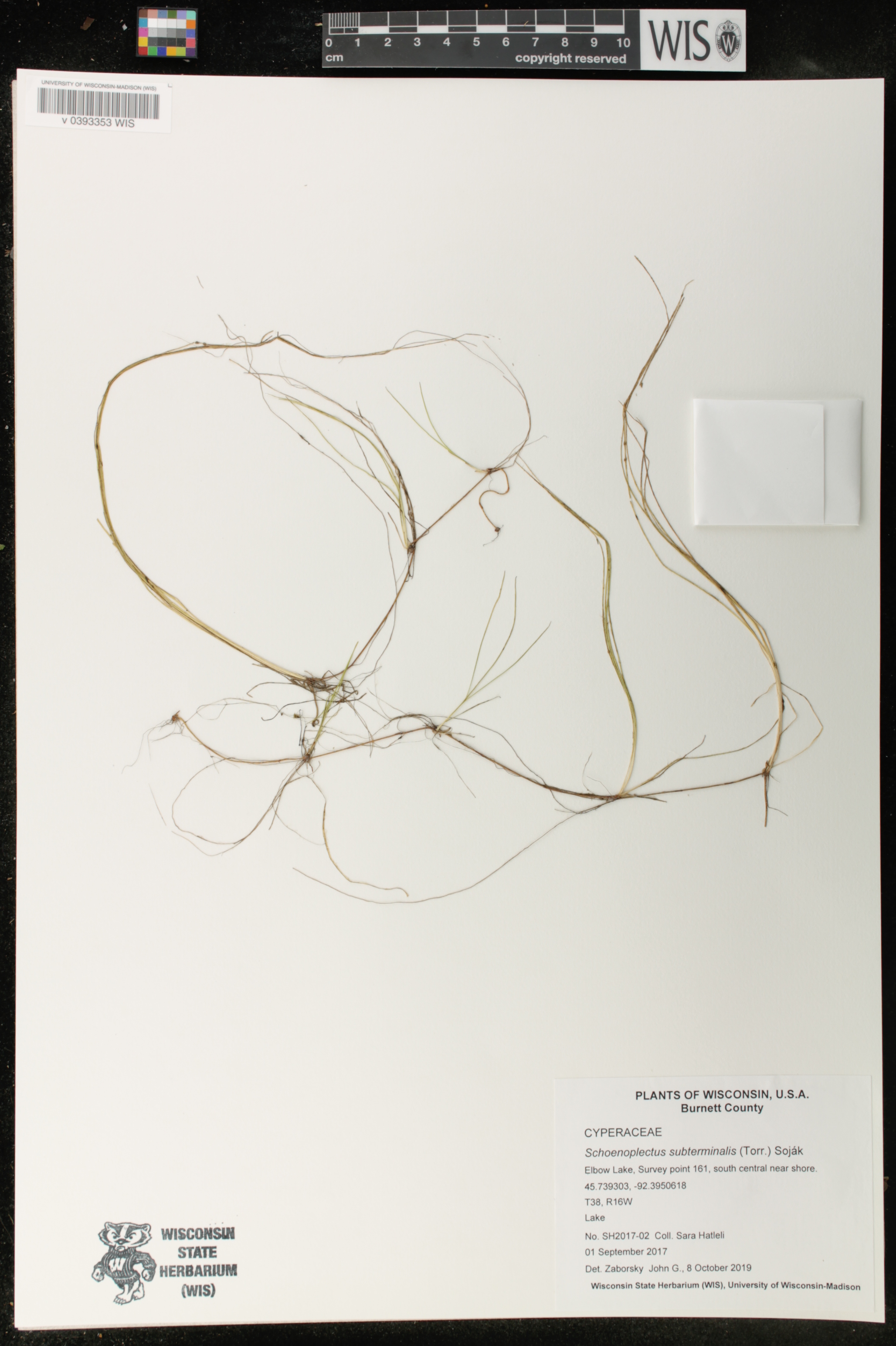 Schoenoplectus subterminalis image