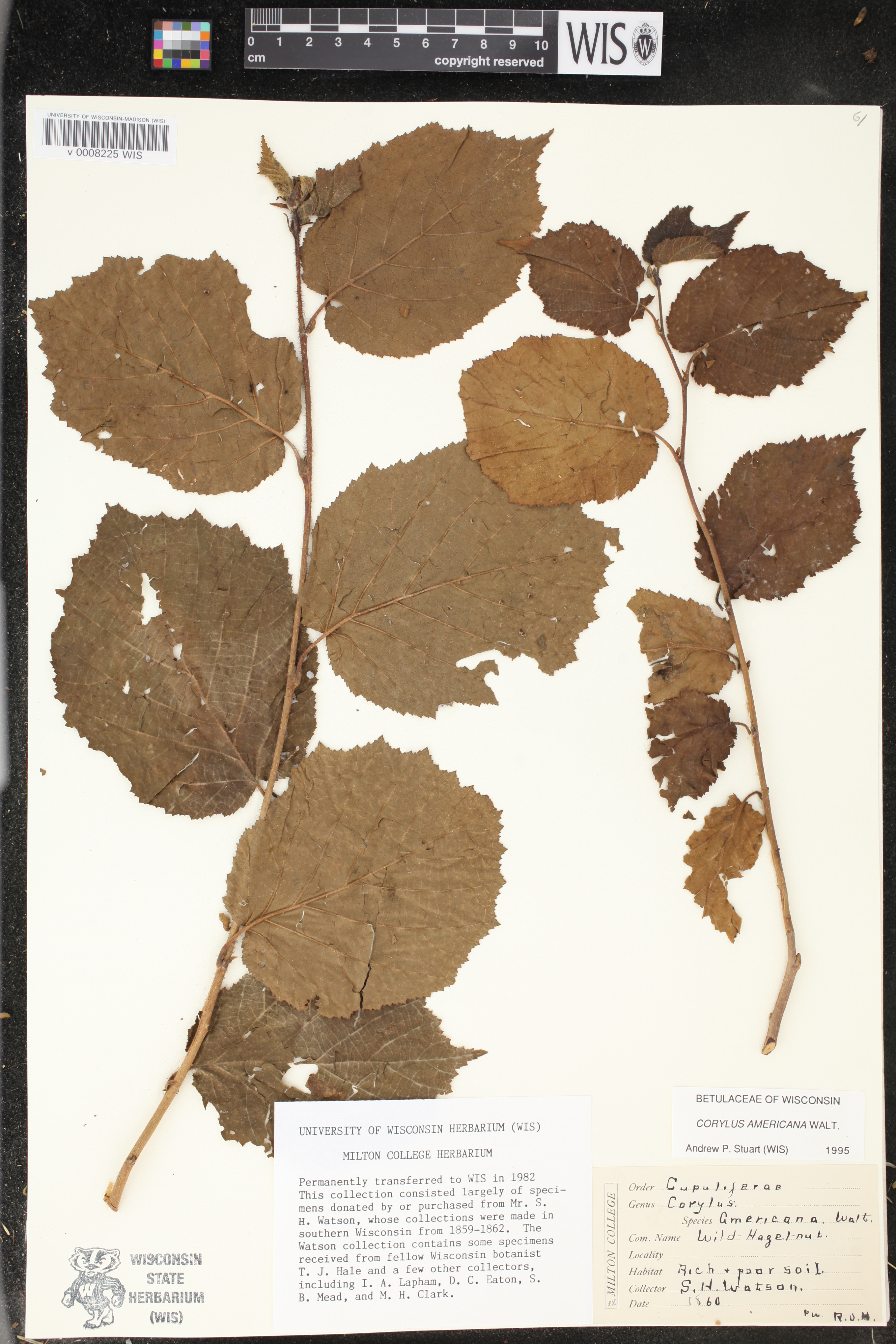 Corylus americana image