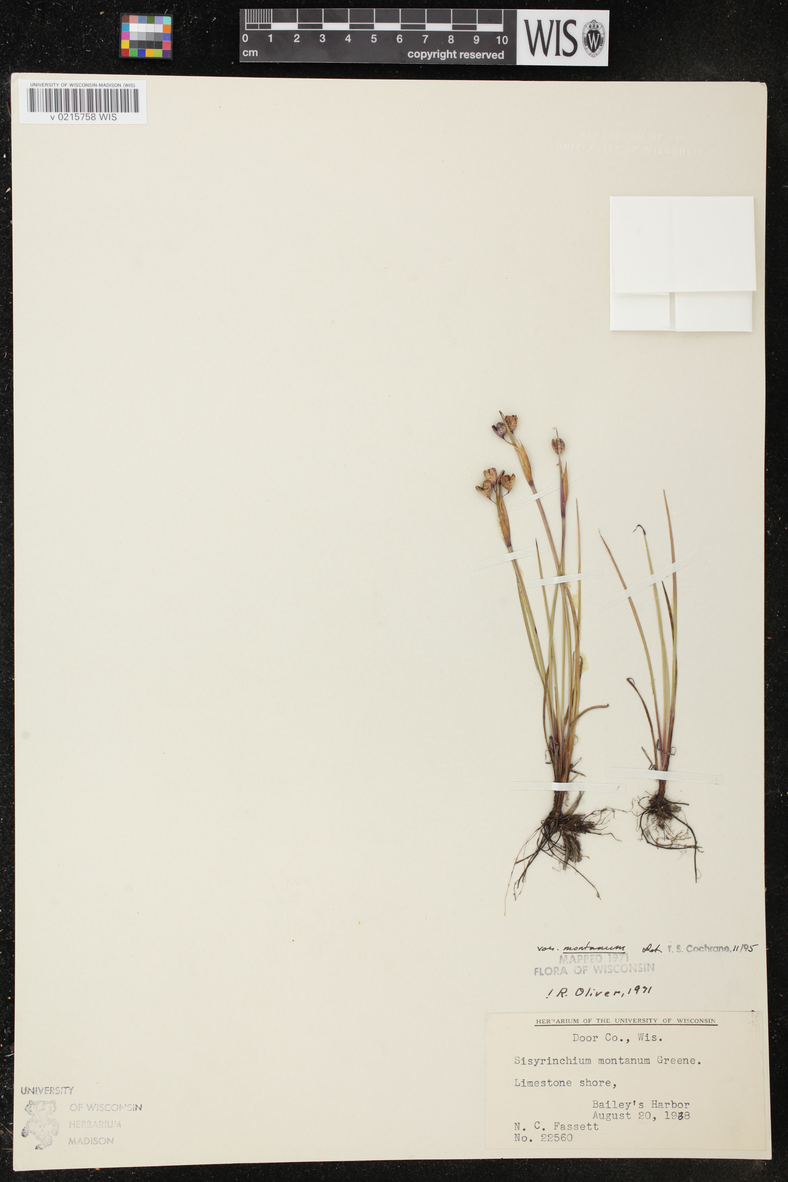 Sisyrinchium montanum image