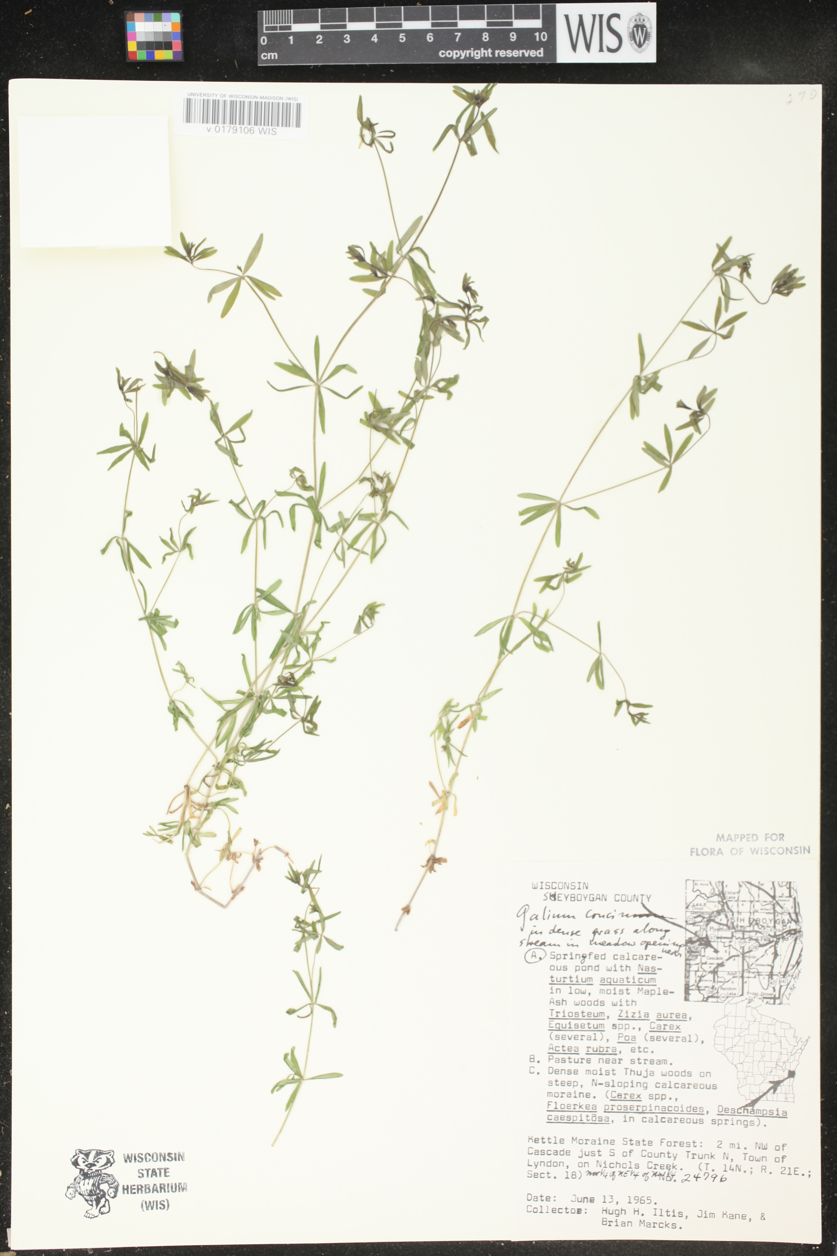 Galium concinnum image