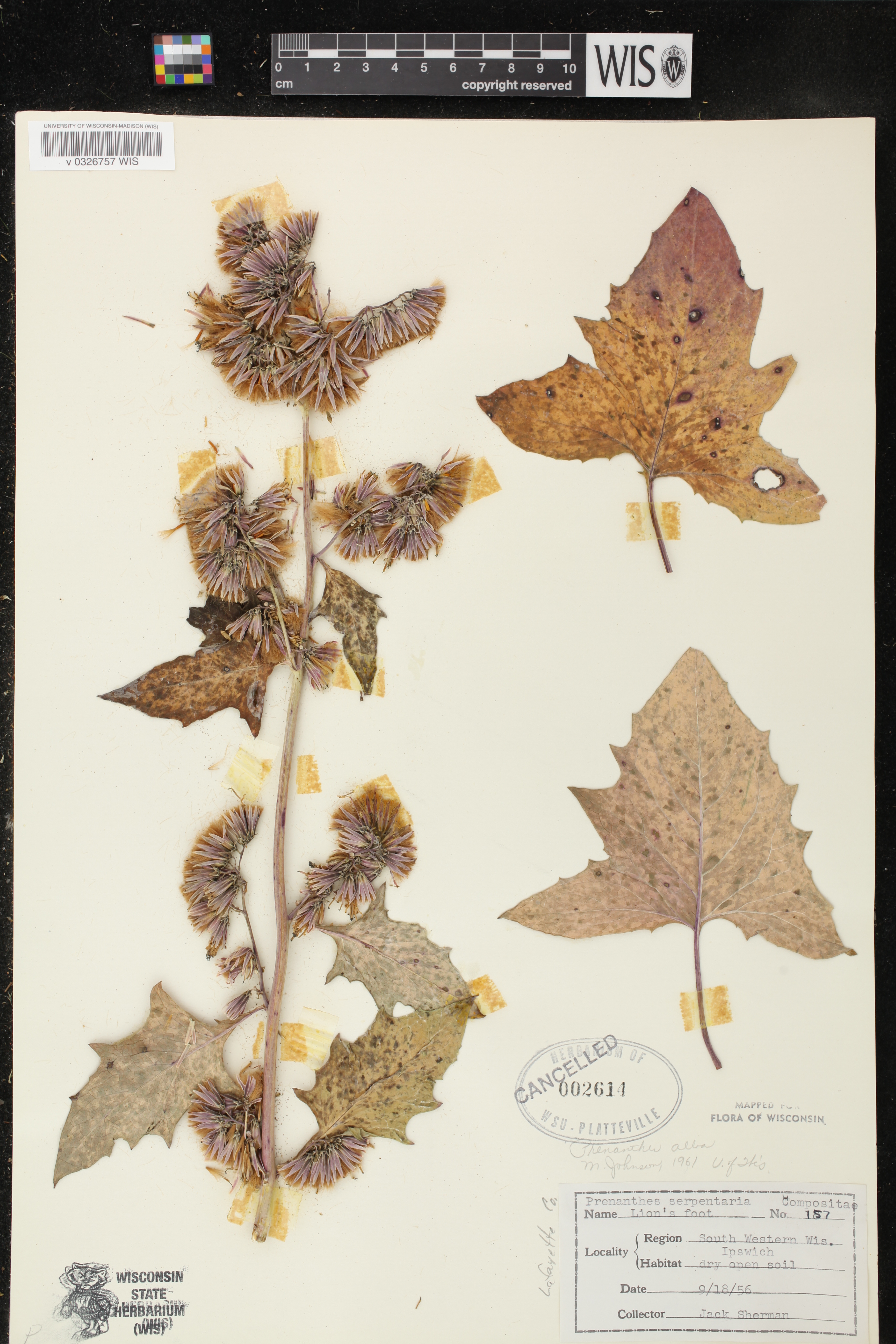 Prenanthes alba image