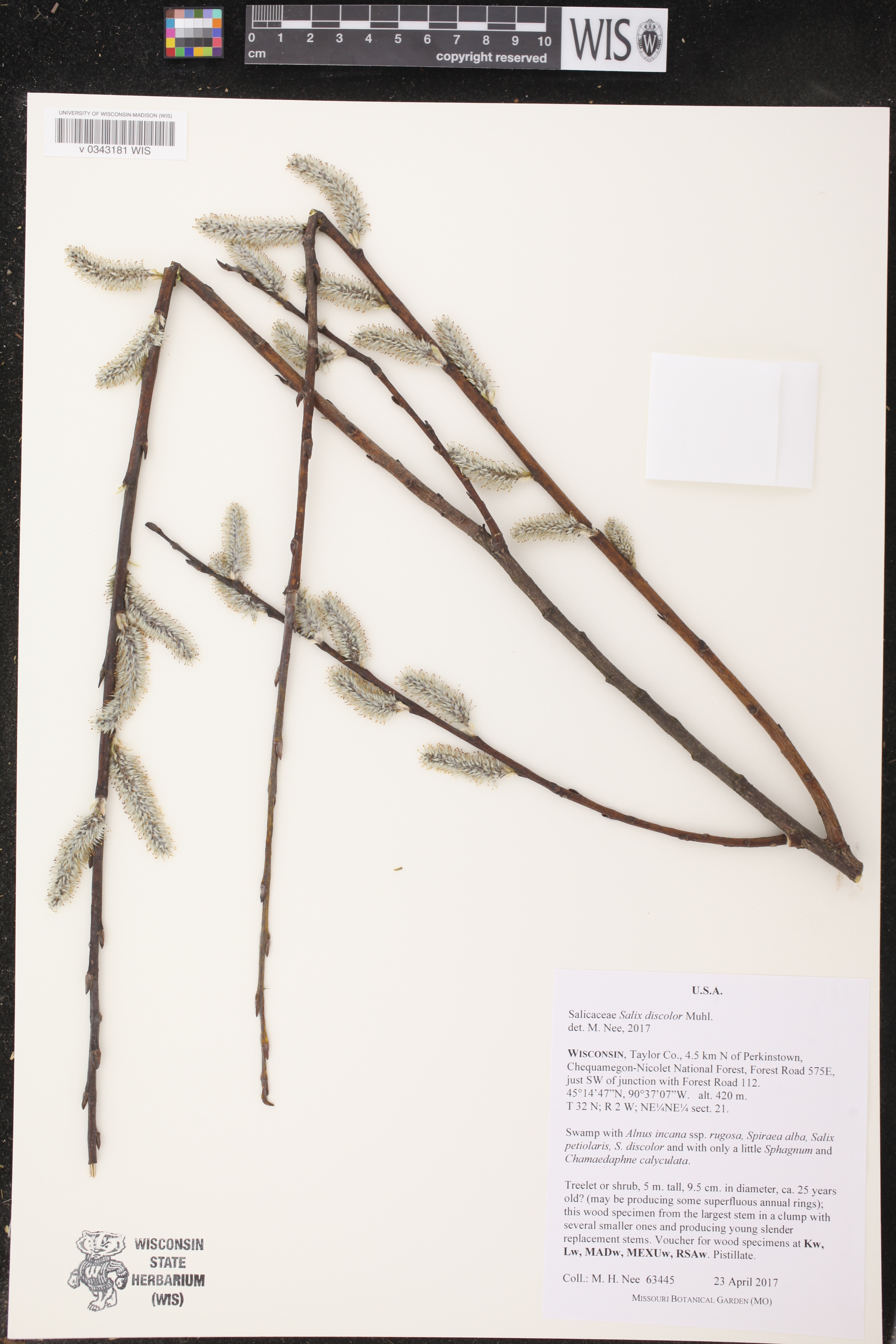Salix discolor image