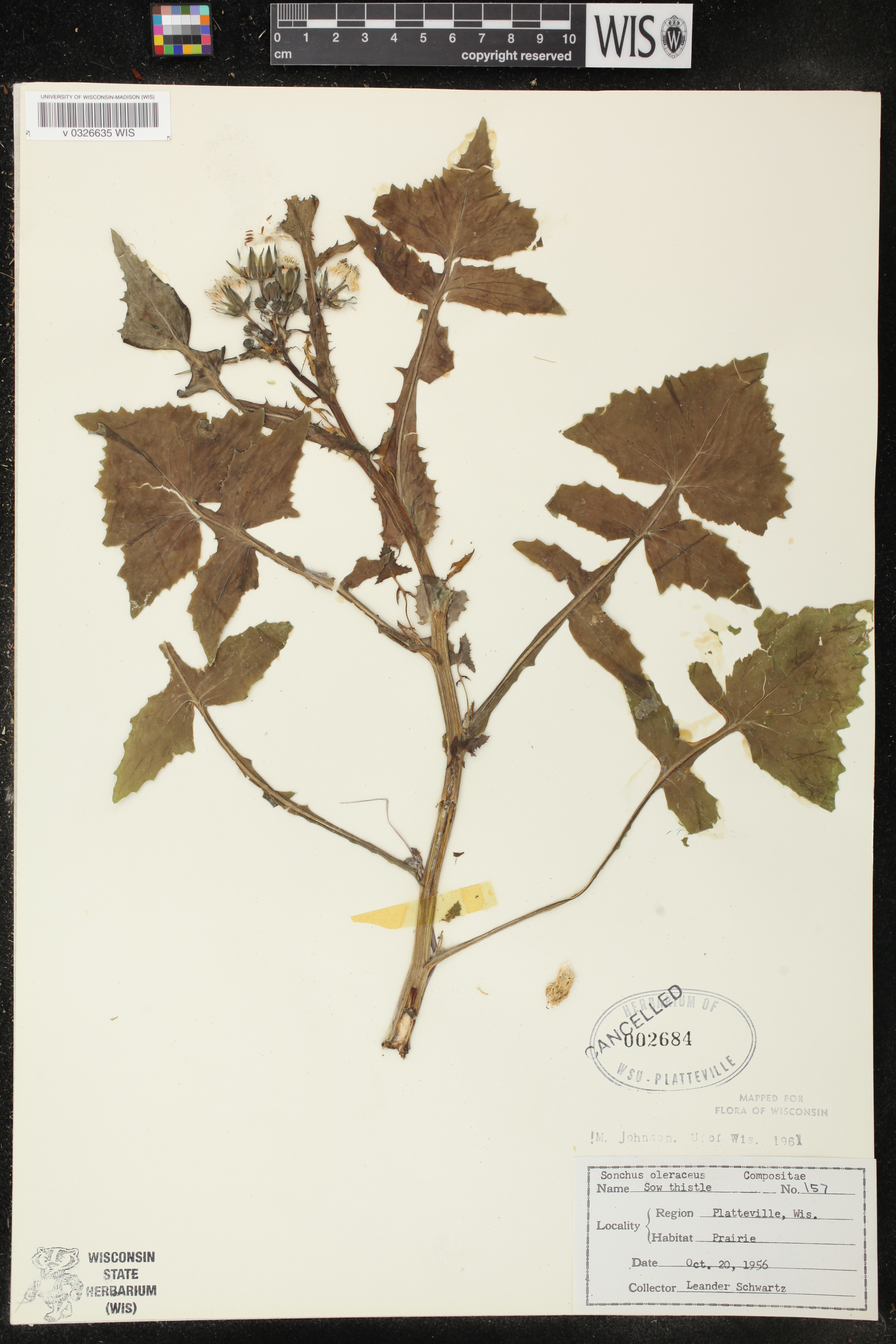 Sonchus oleraceus image