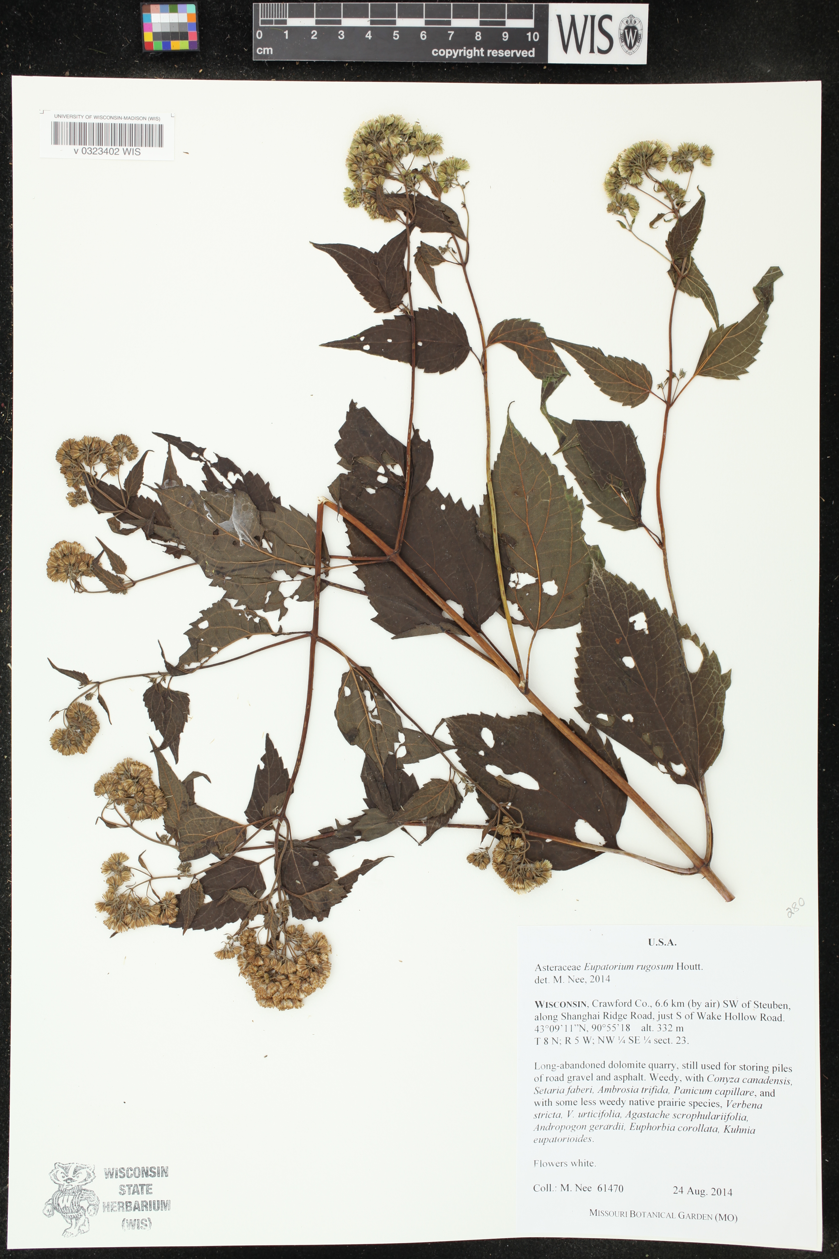 Ageratina altissima subsp. altissima image