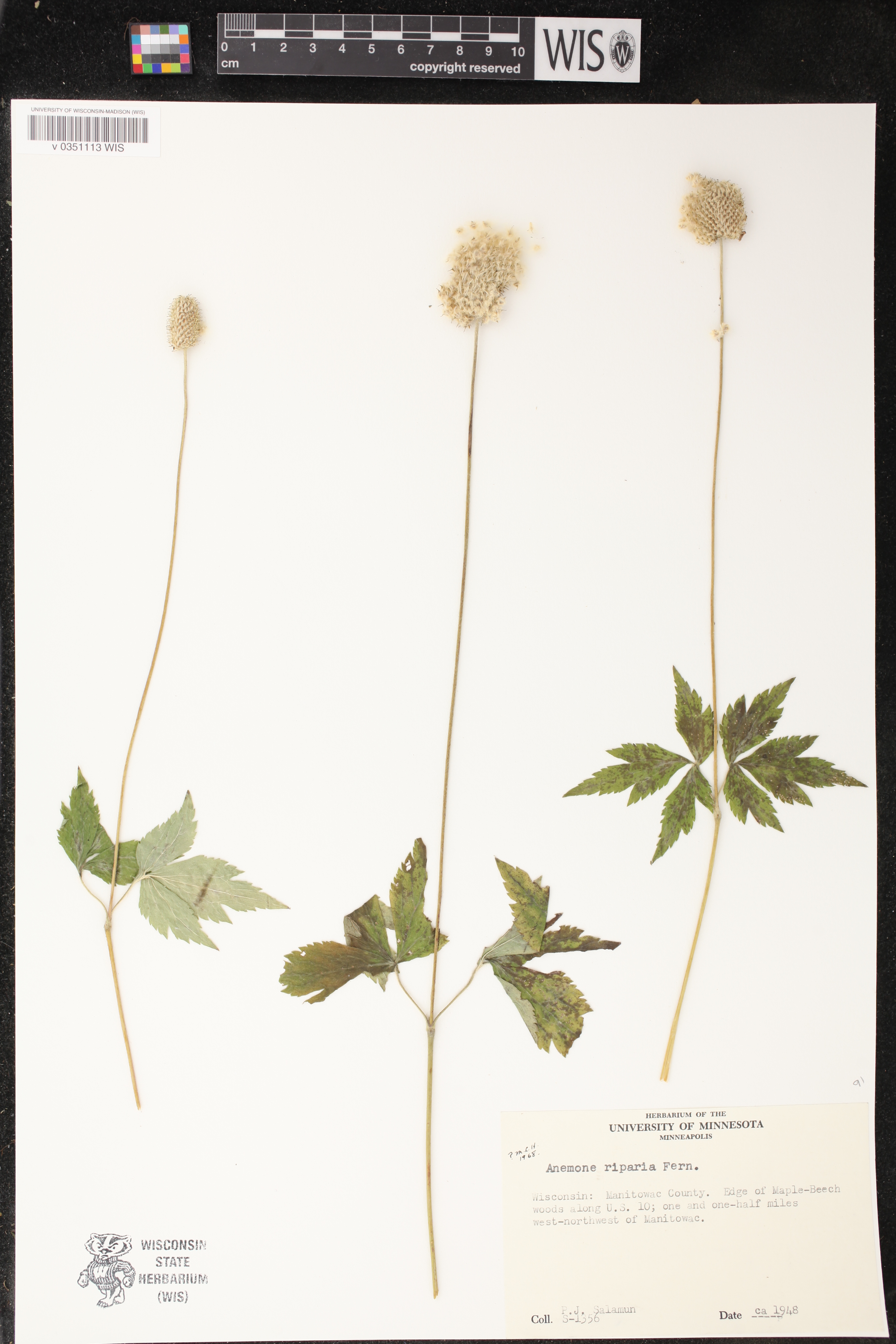 Anemone virginiana var. alba image