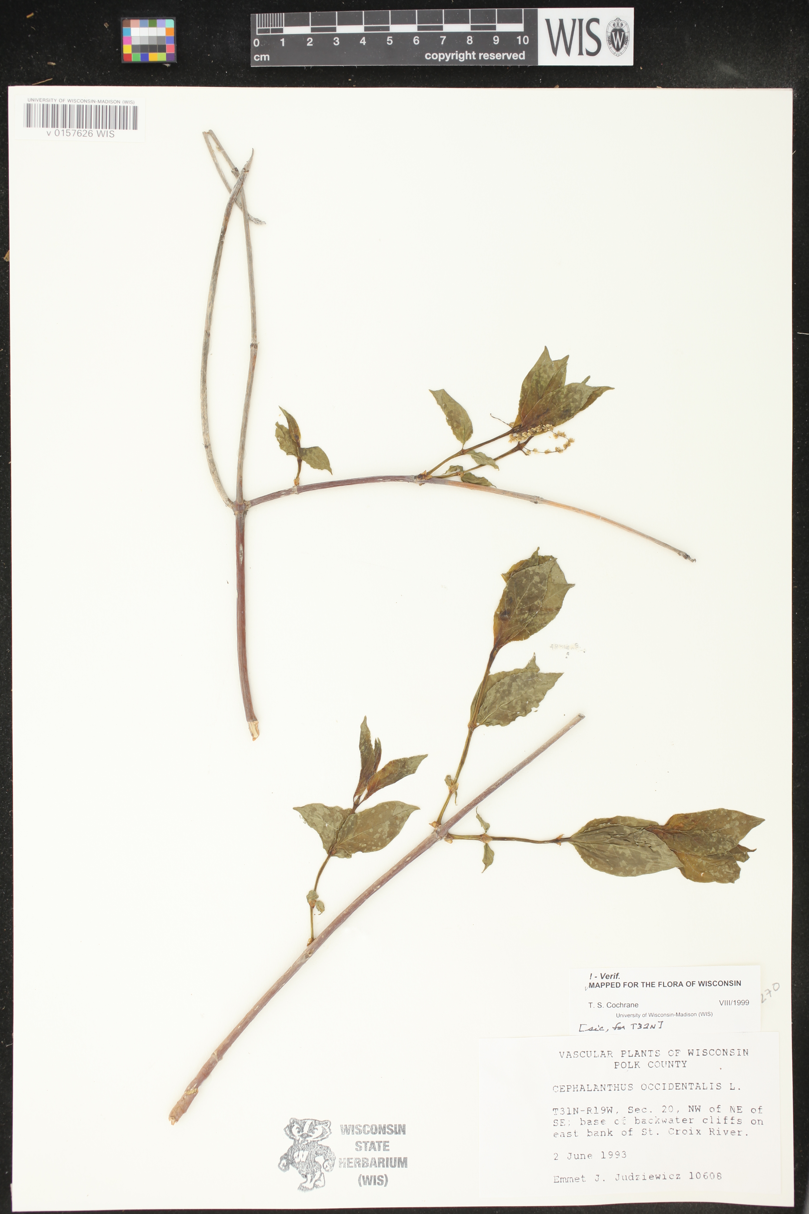Cephalanthus occidentalis image