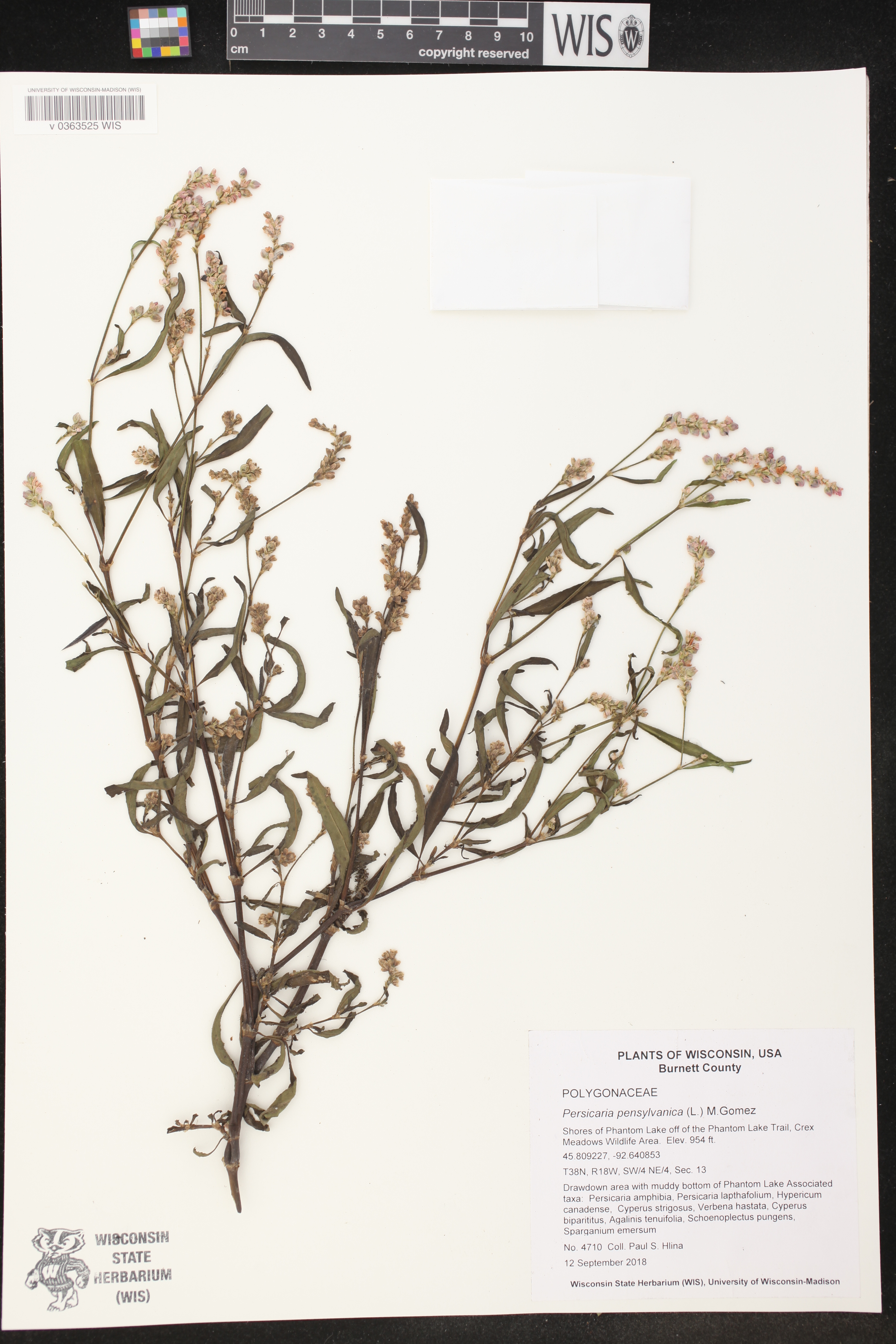 Persicaria pensylvanica image