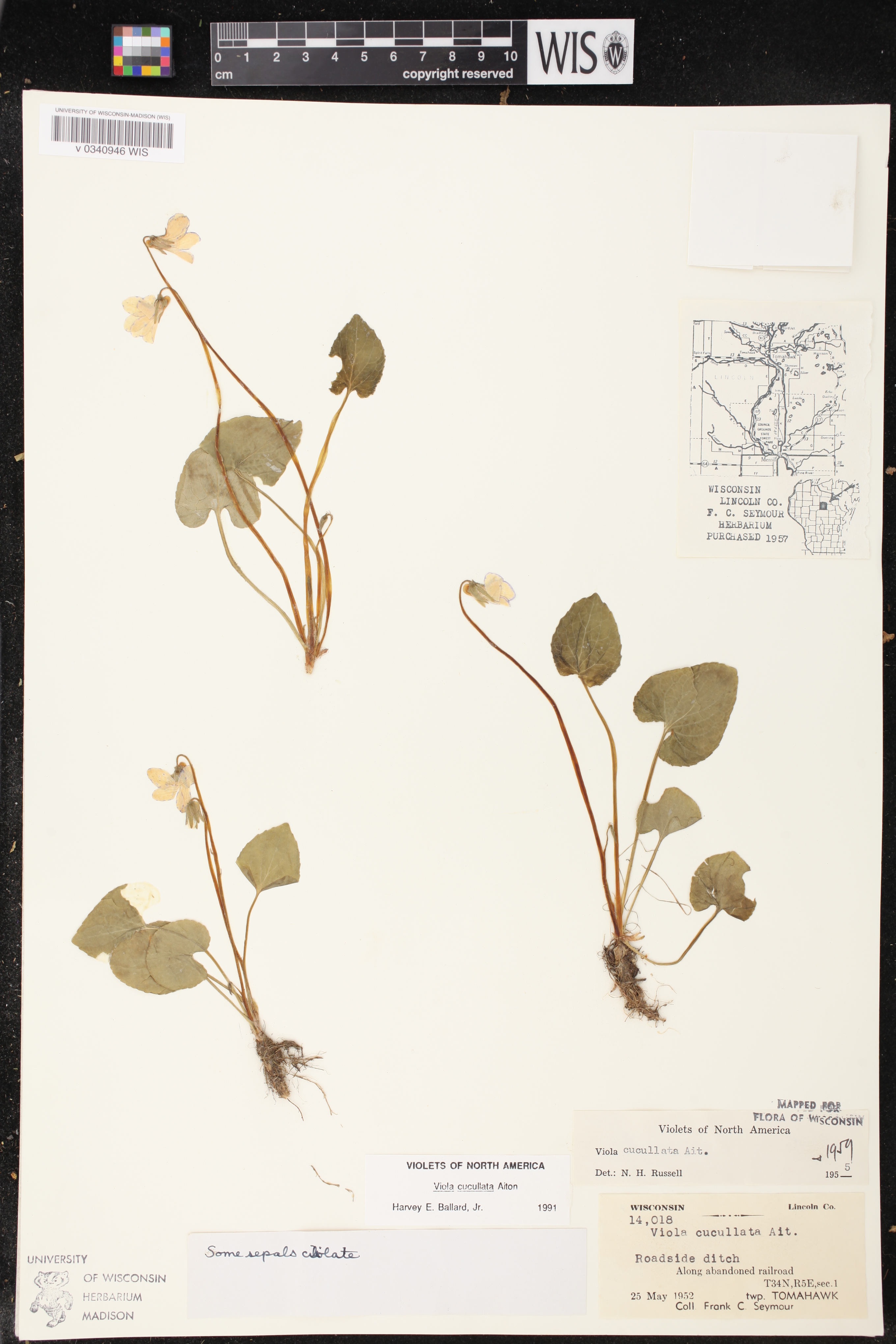 Viola cucullata image