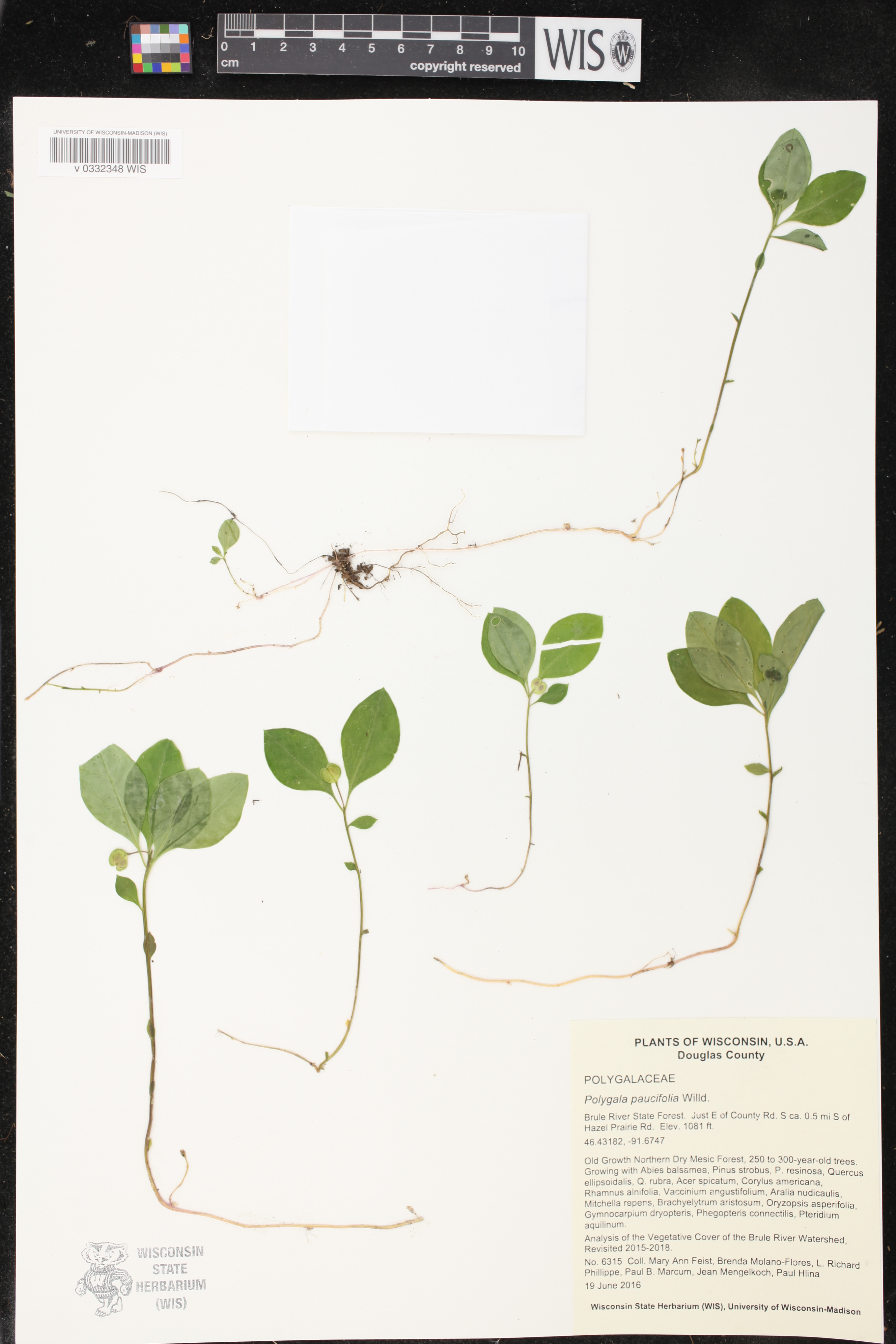 Polygala paucifolia image