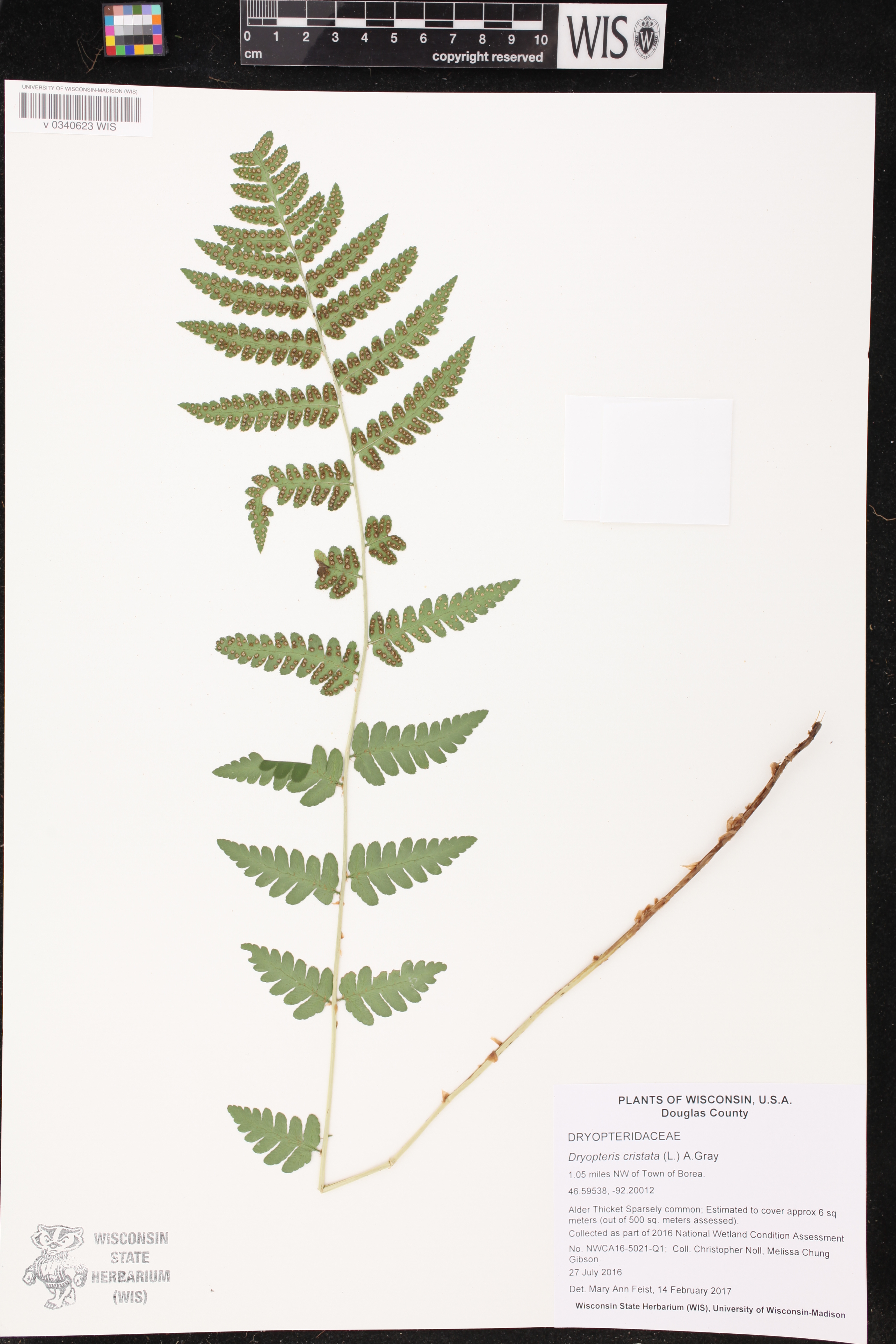Dryopteris cristata image