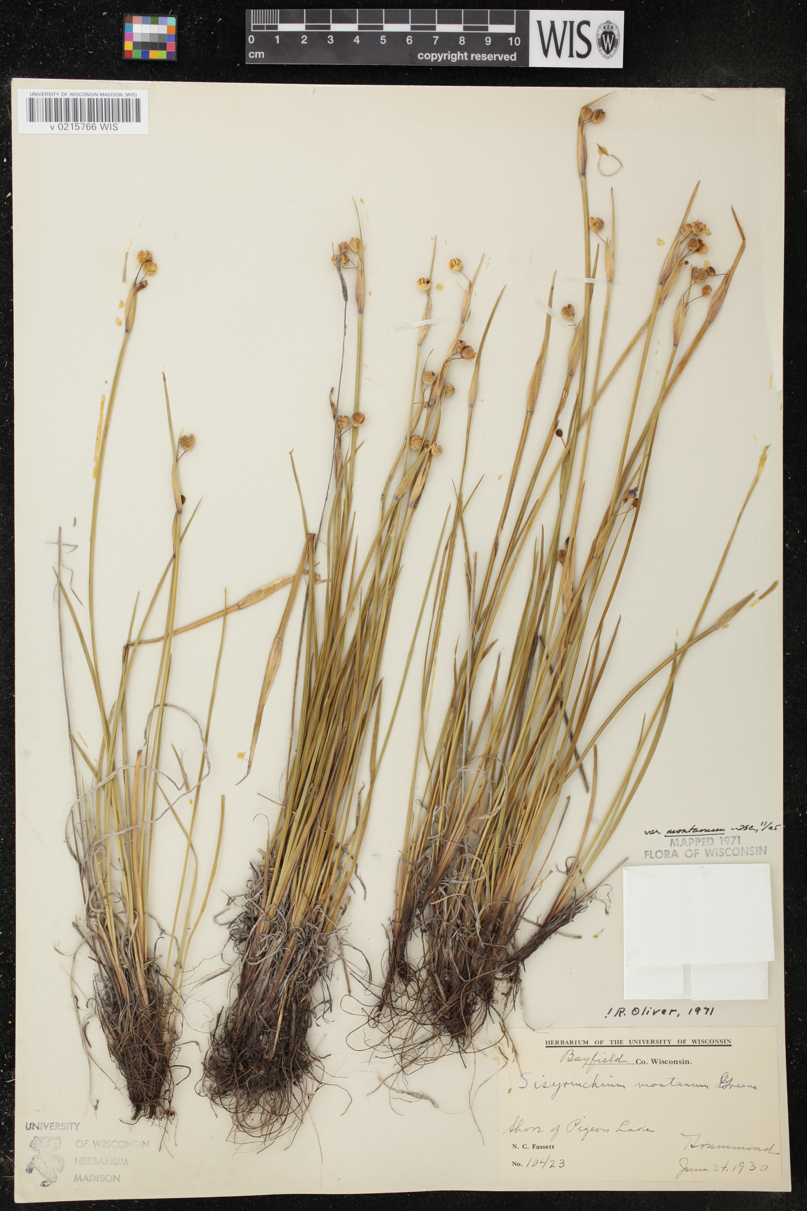 Sisyrinchium montanum image