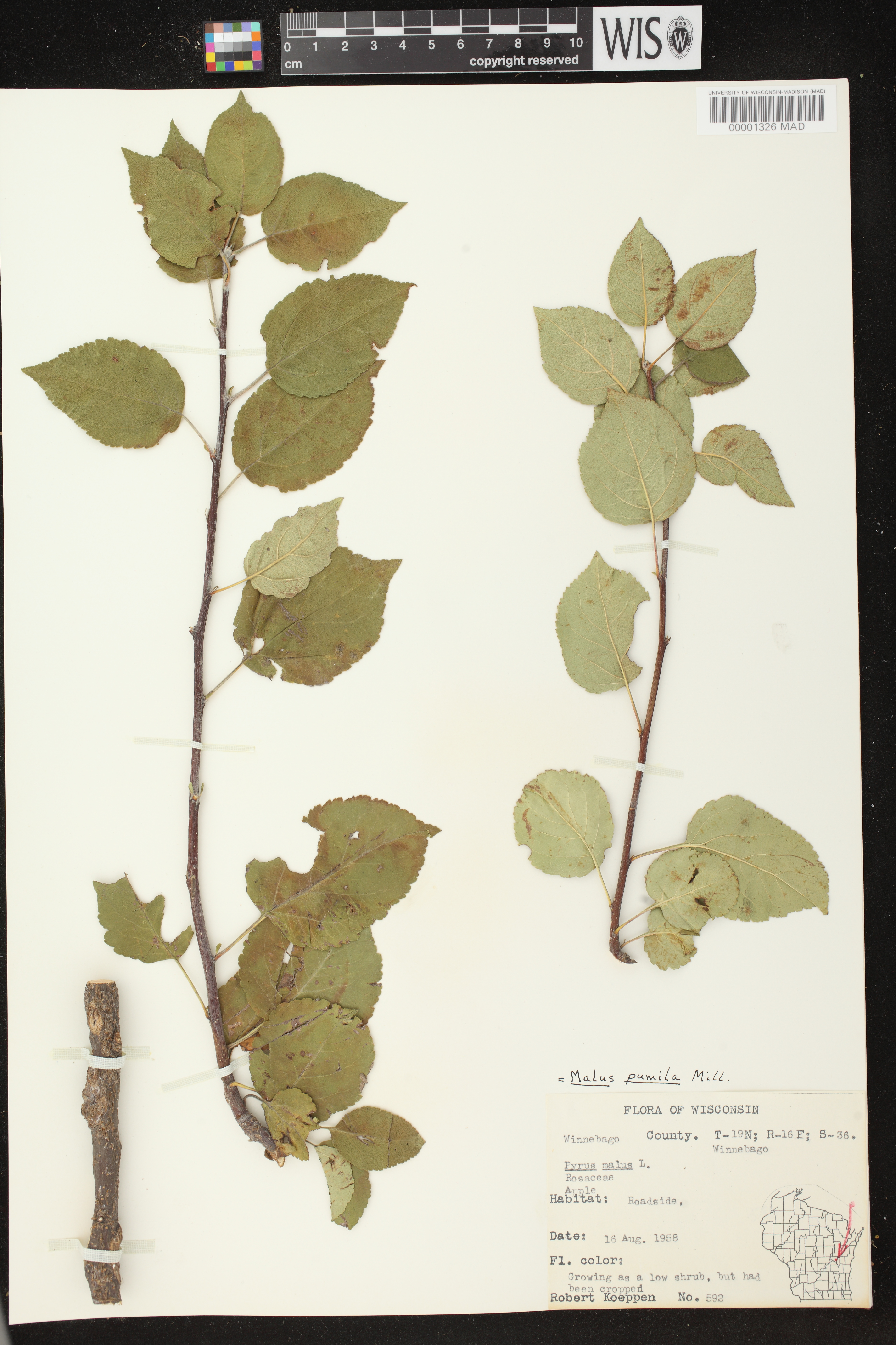 Malus pumila image